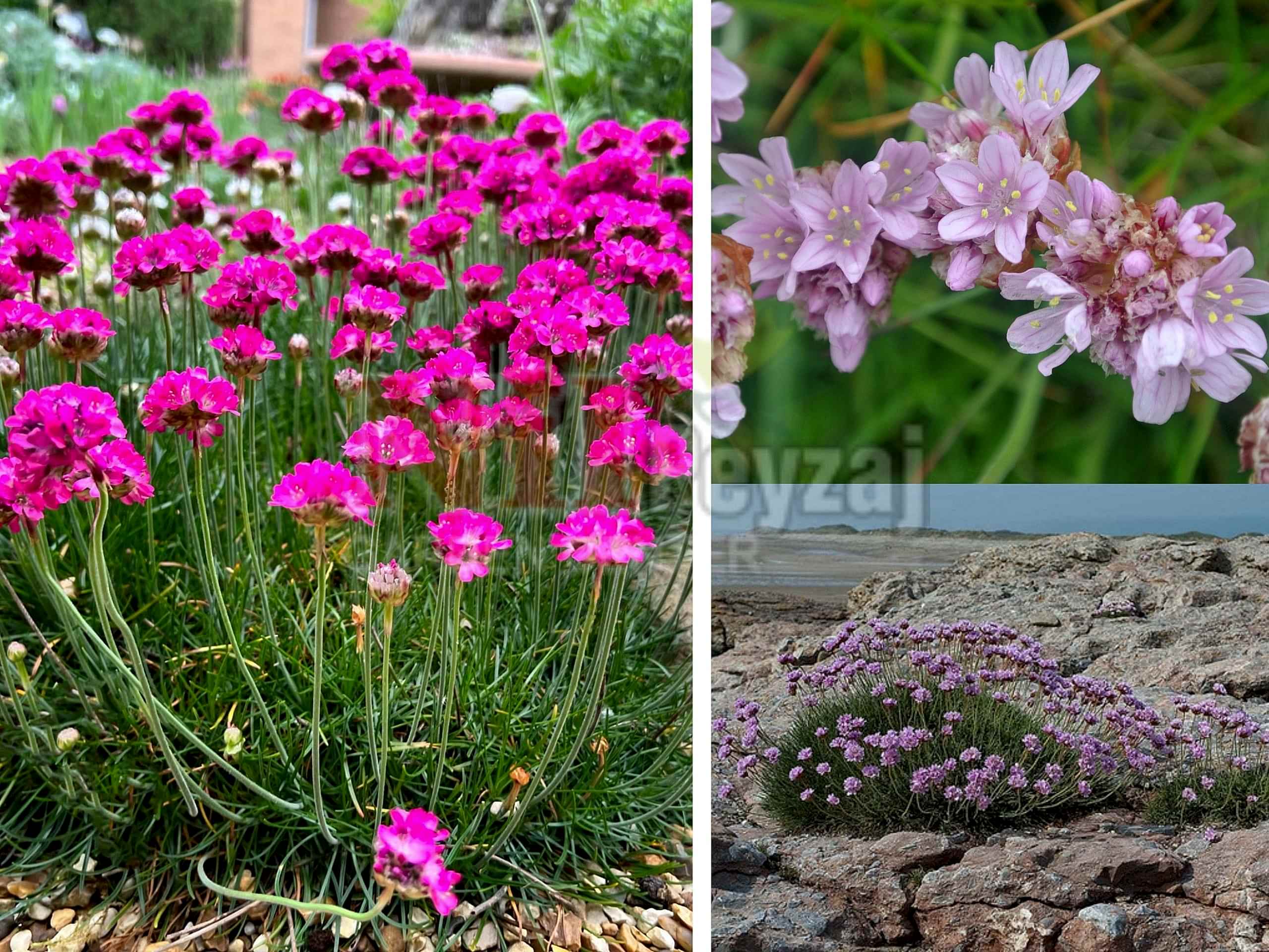 Armeria maritima  / Çim karanfili