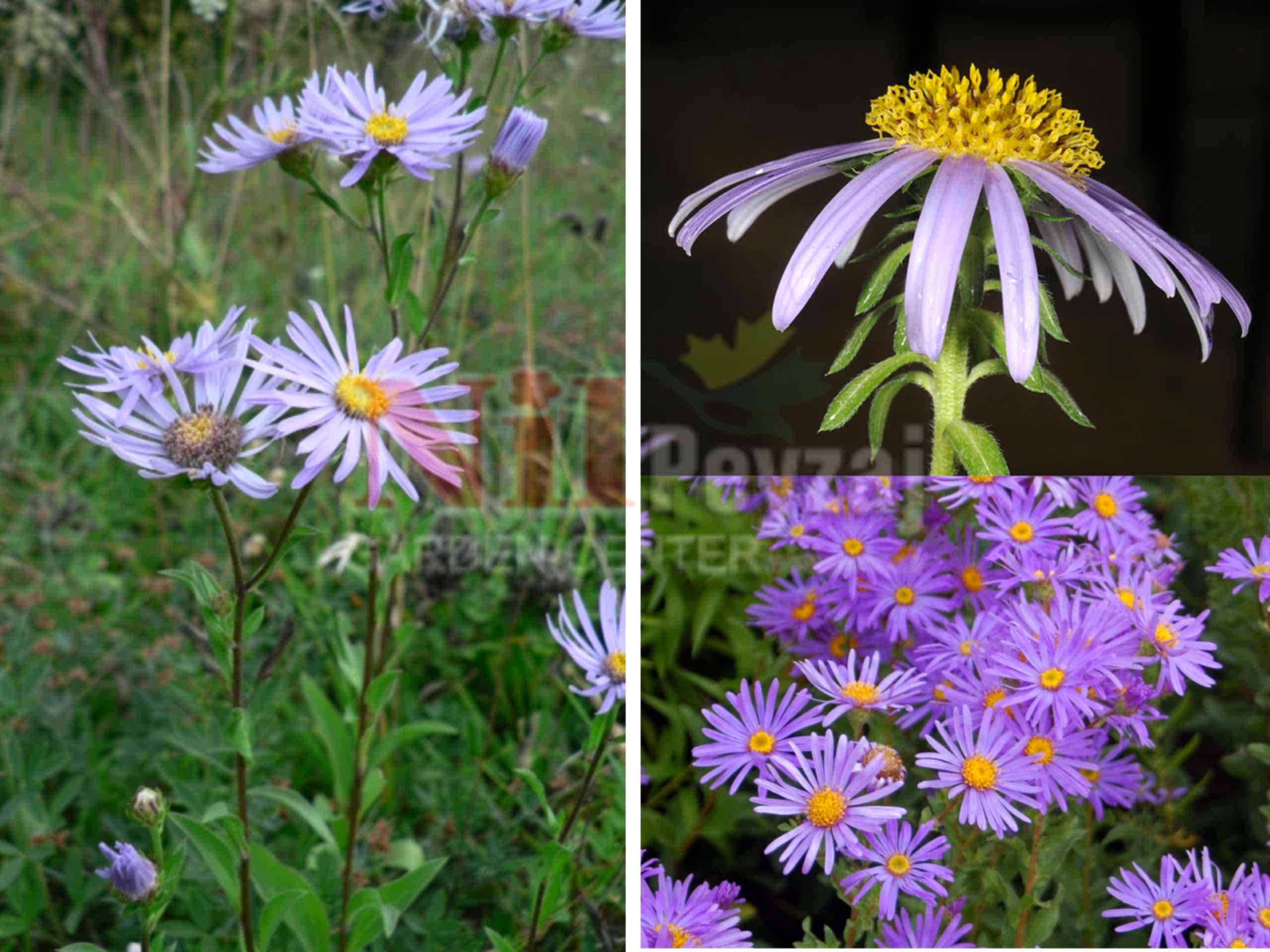 Aster amellus / Yıldızpatı