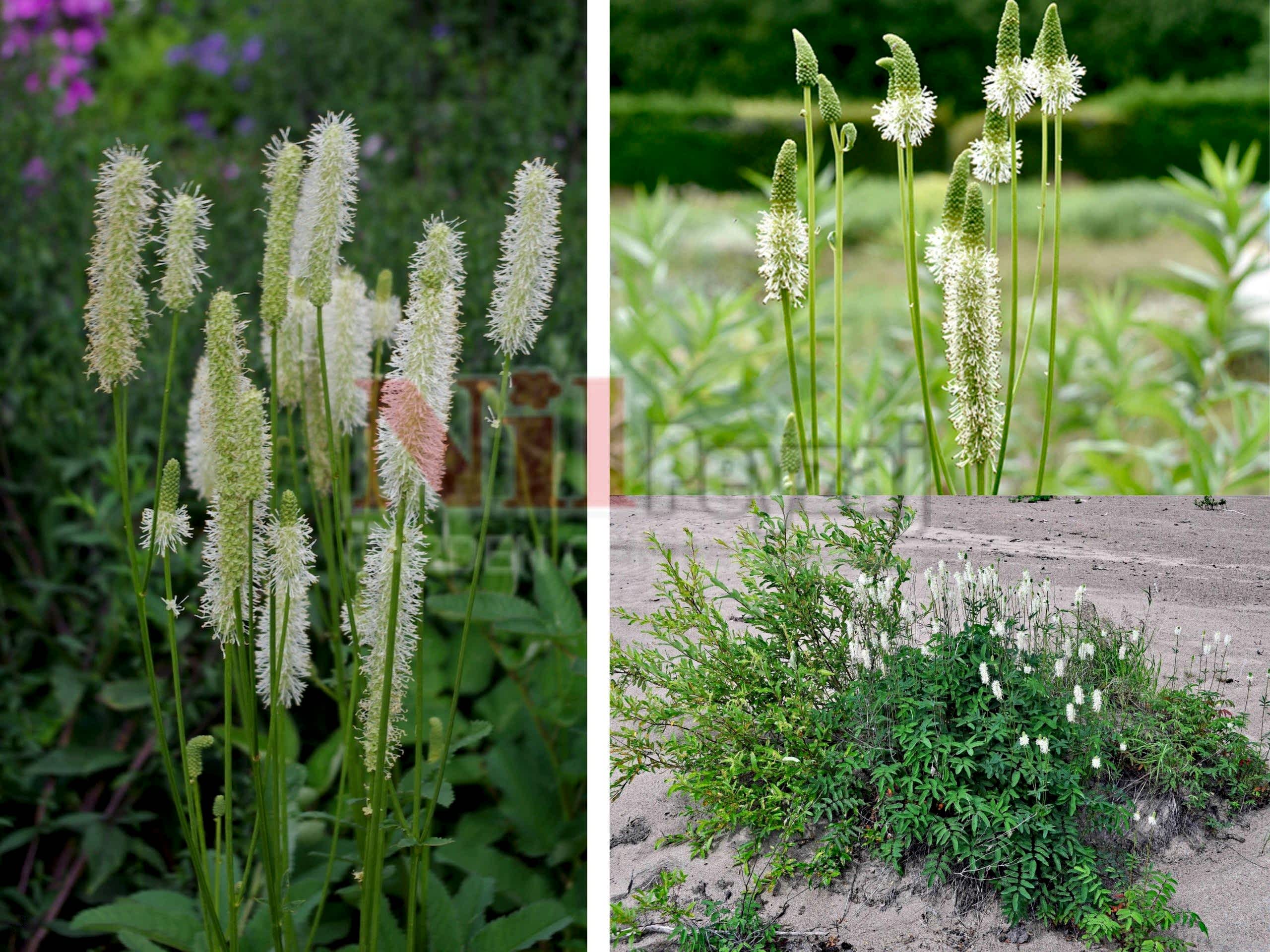 Sanguisorba canadensis / Beyaz burun