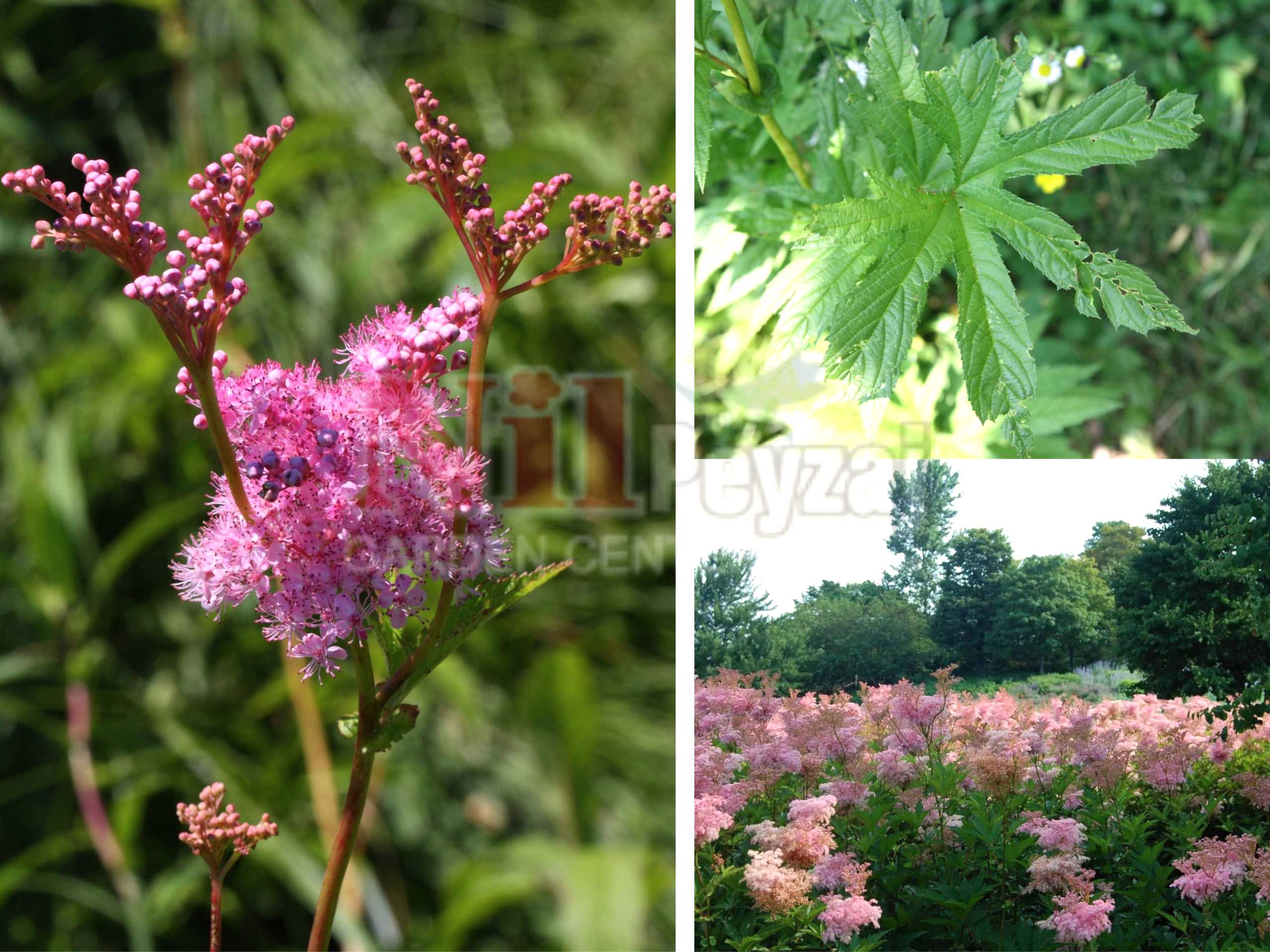 Filipendula Rubra / Çayır Kraliçesi