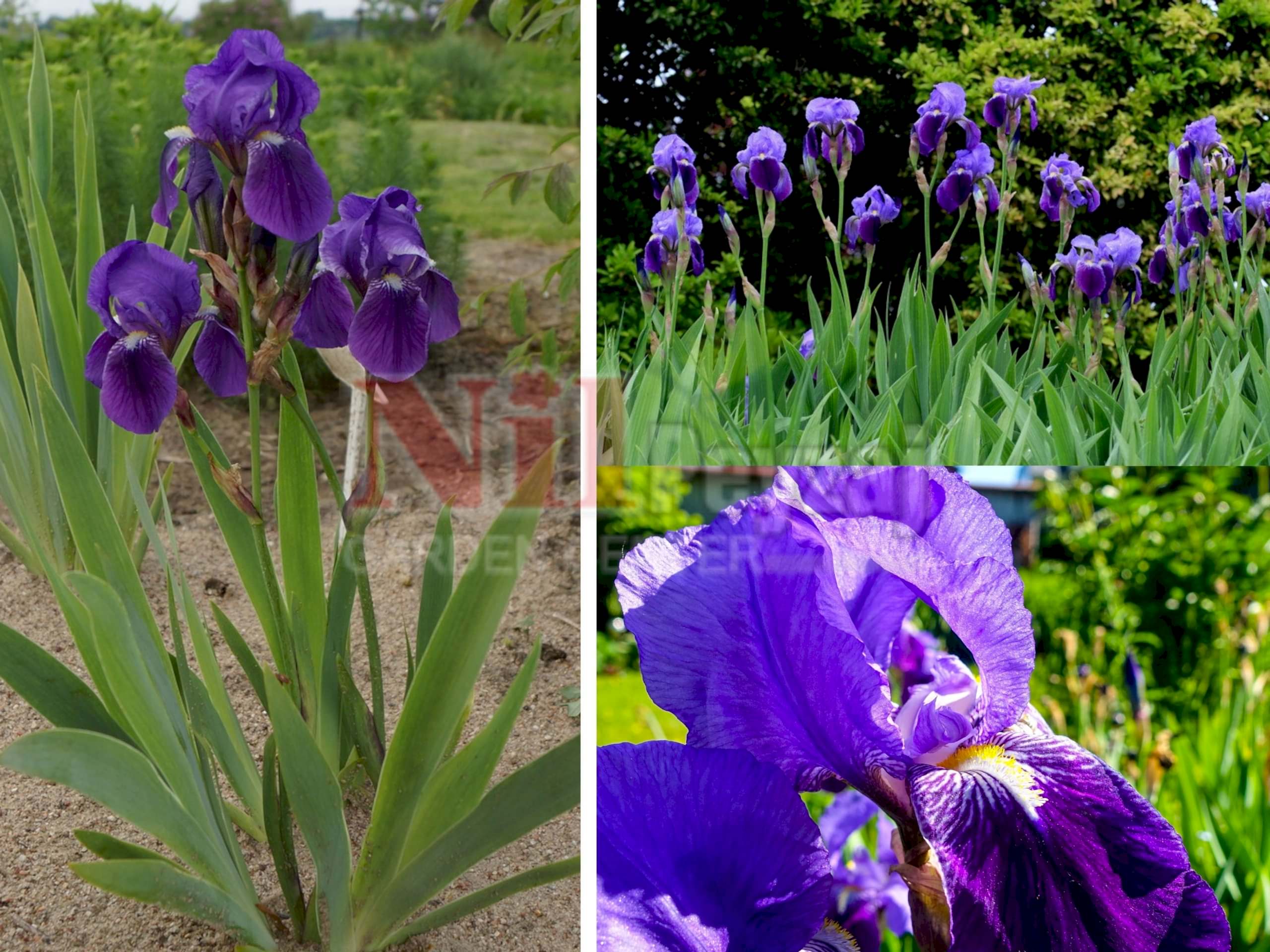 Iris × germanica / Gök Süsen