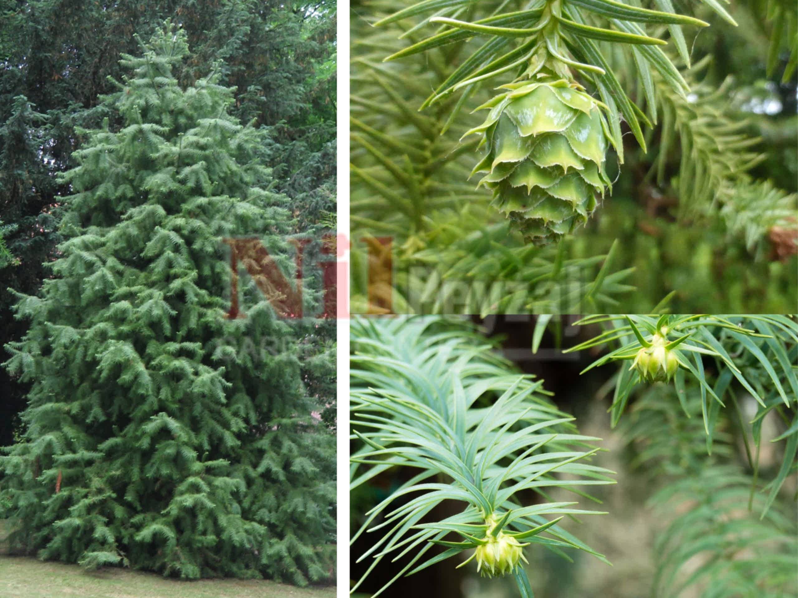 Cunninghamia lanceolata / Çin Göknarı