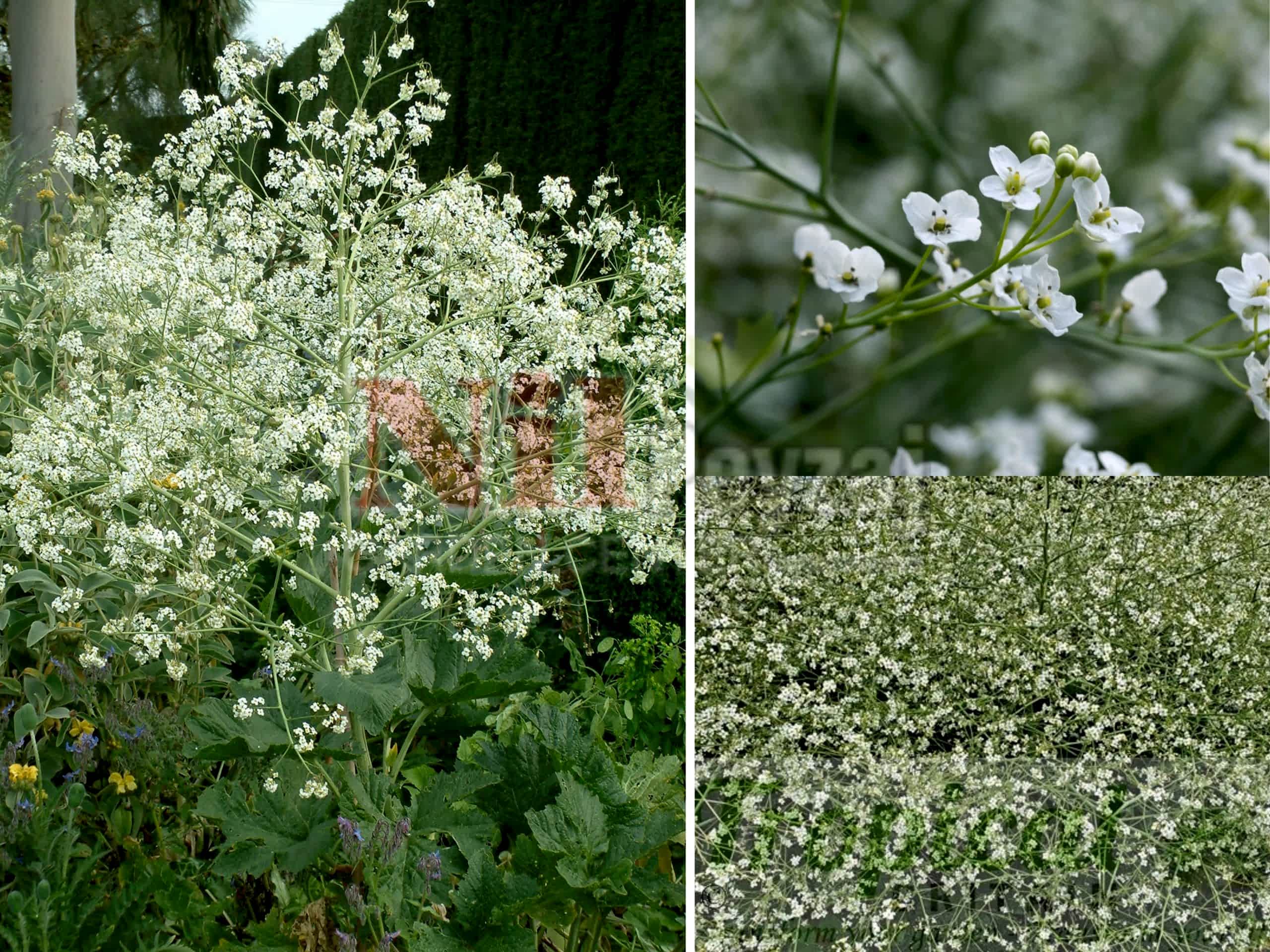 Crambe cordifolia