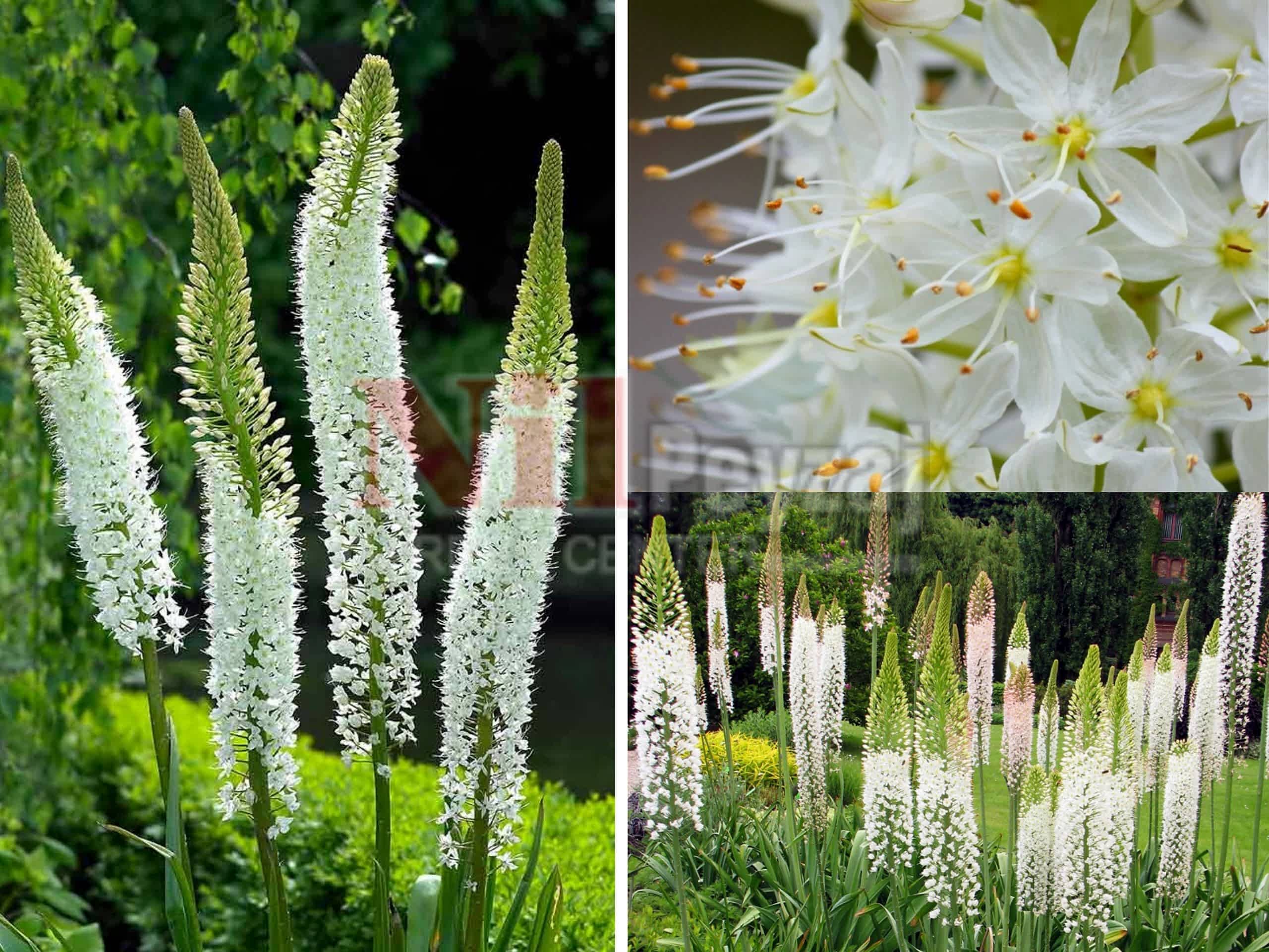 Eremurus himalayacus / Himalaya tilki kuyruğu zambağı