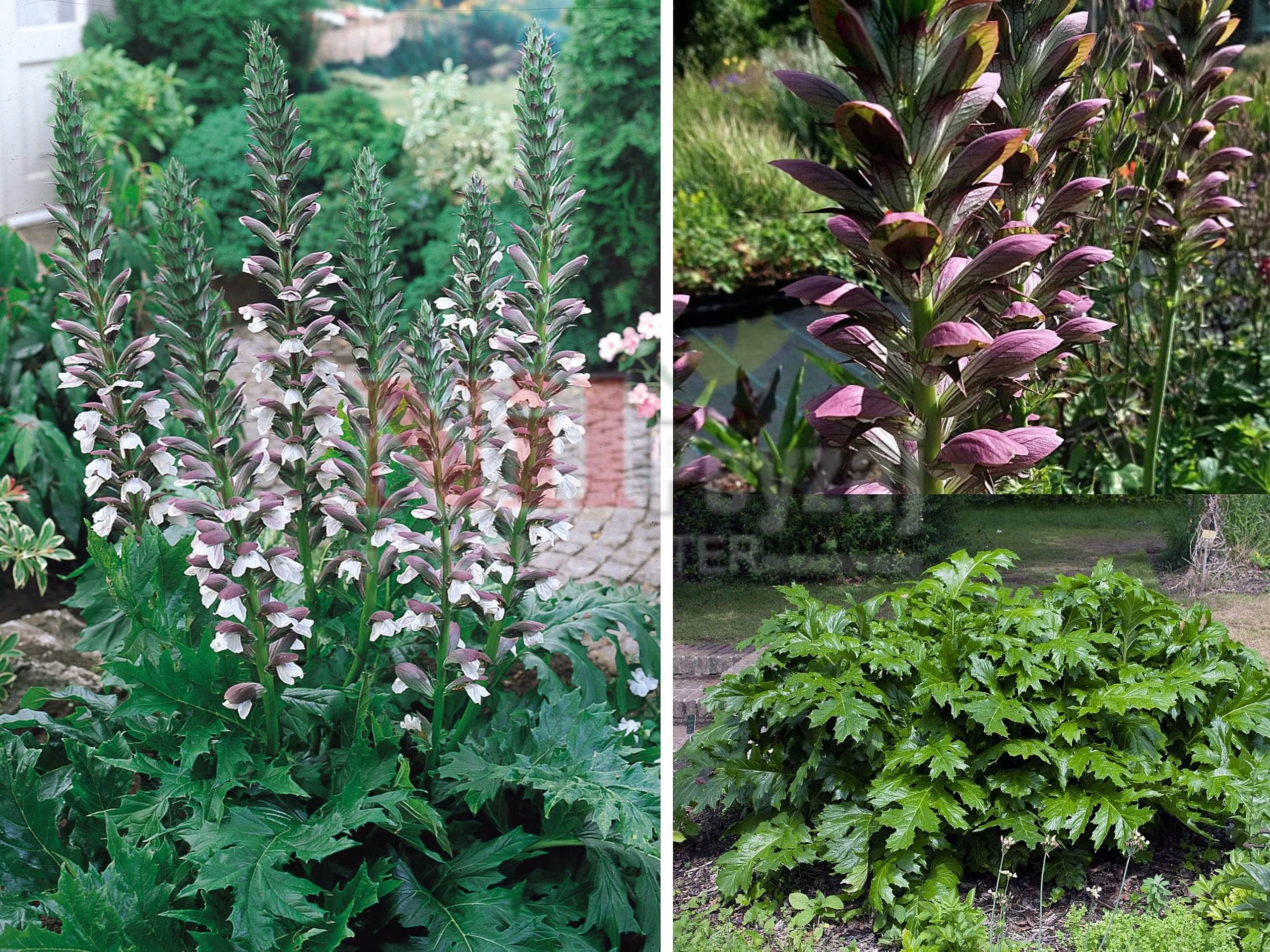 Acanthus mollis  / Ayı Pençesi