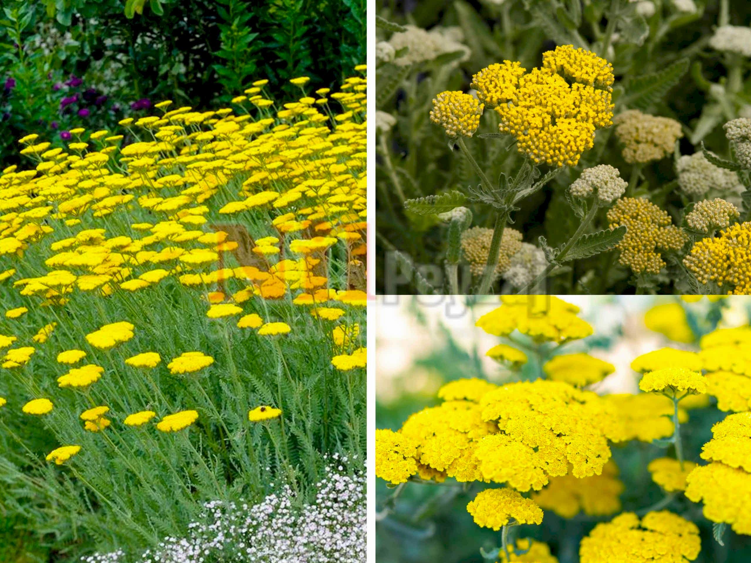 Achillea moonshine