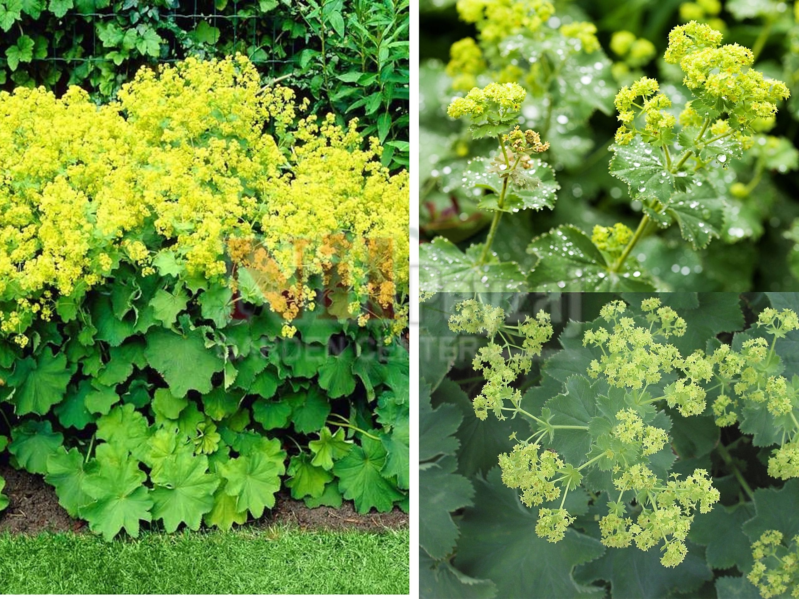 Alchemilla mollis /  Bahçe hanımeli