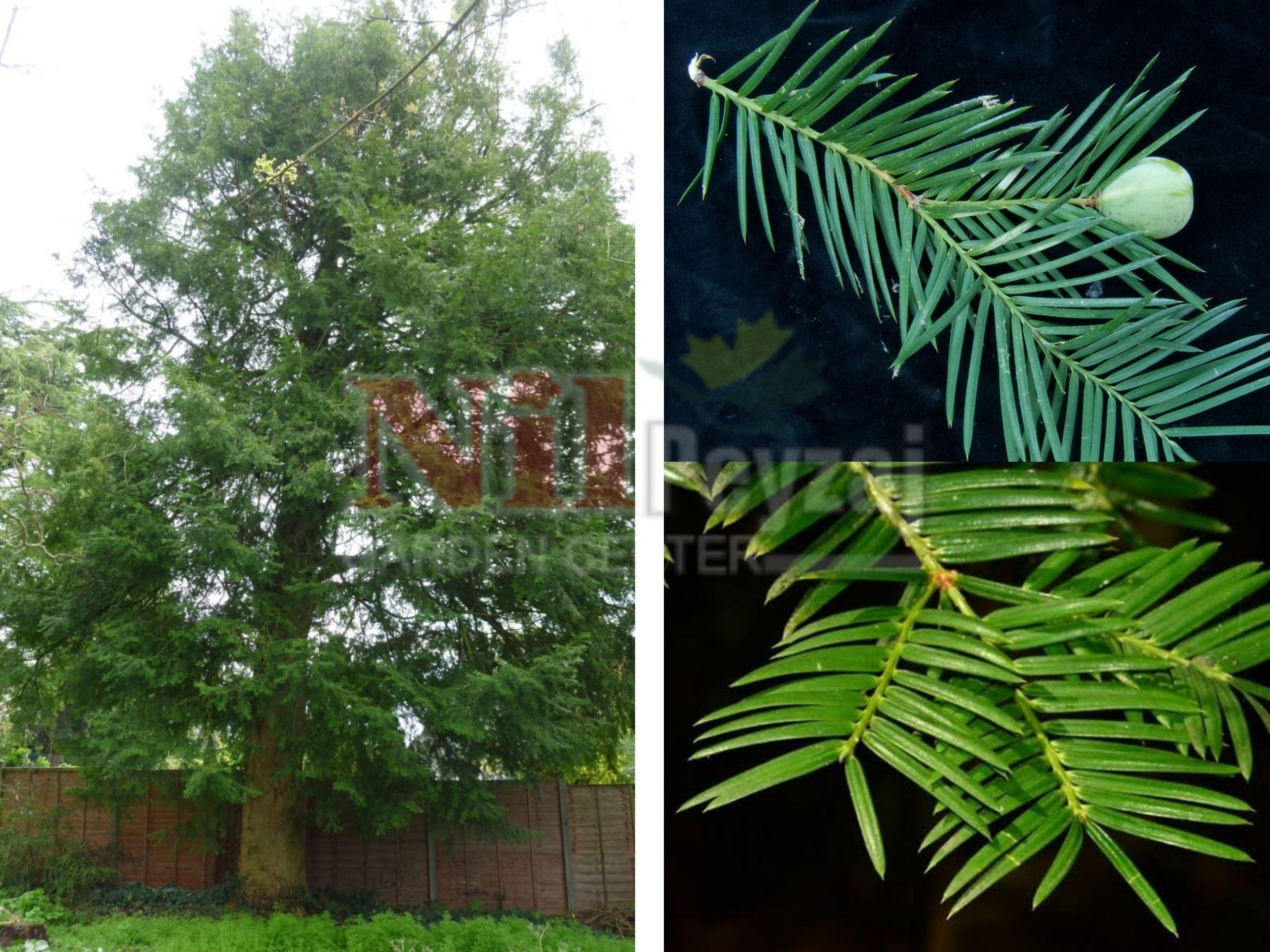 Torreya californica