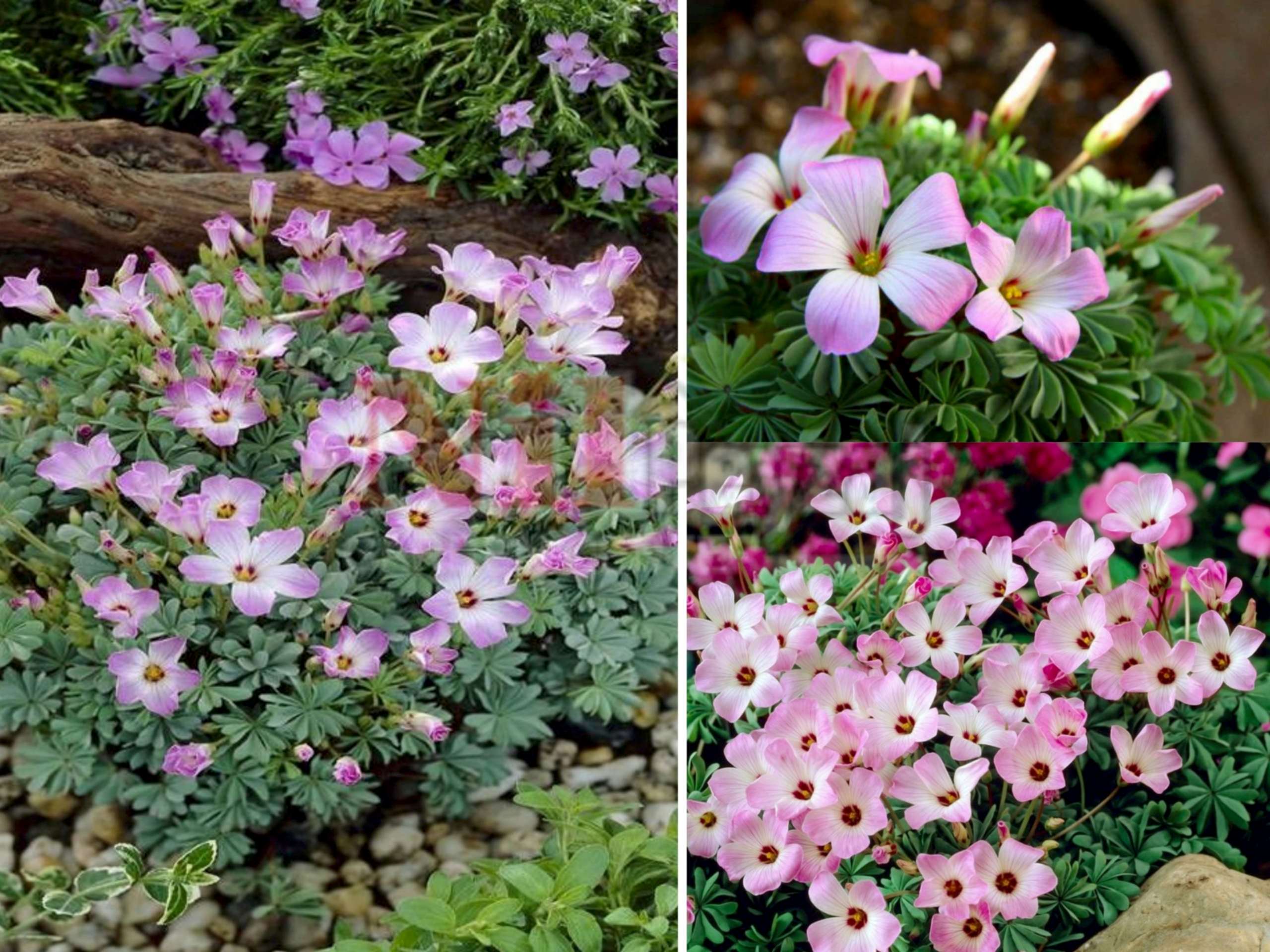 Oxalis adenophylla / Gümüş Yonca