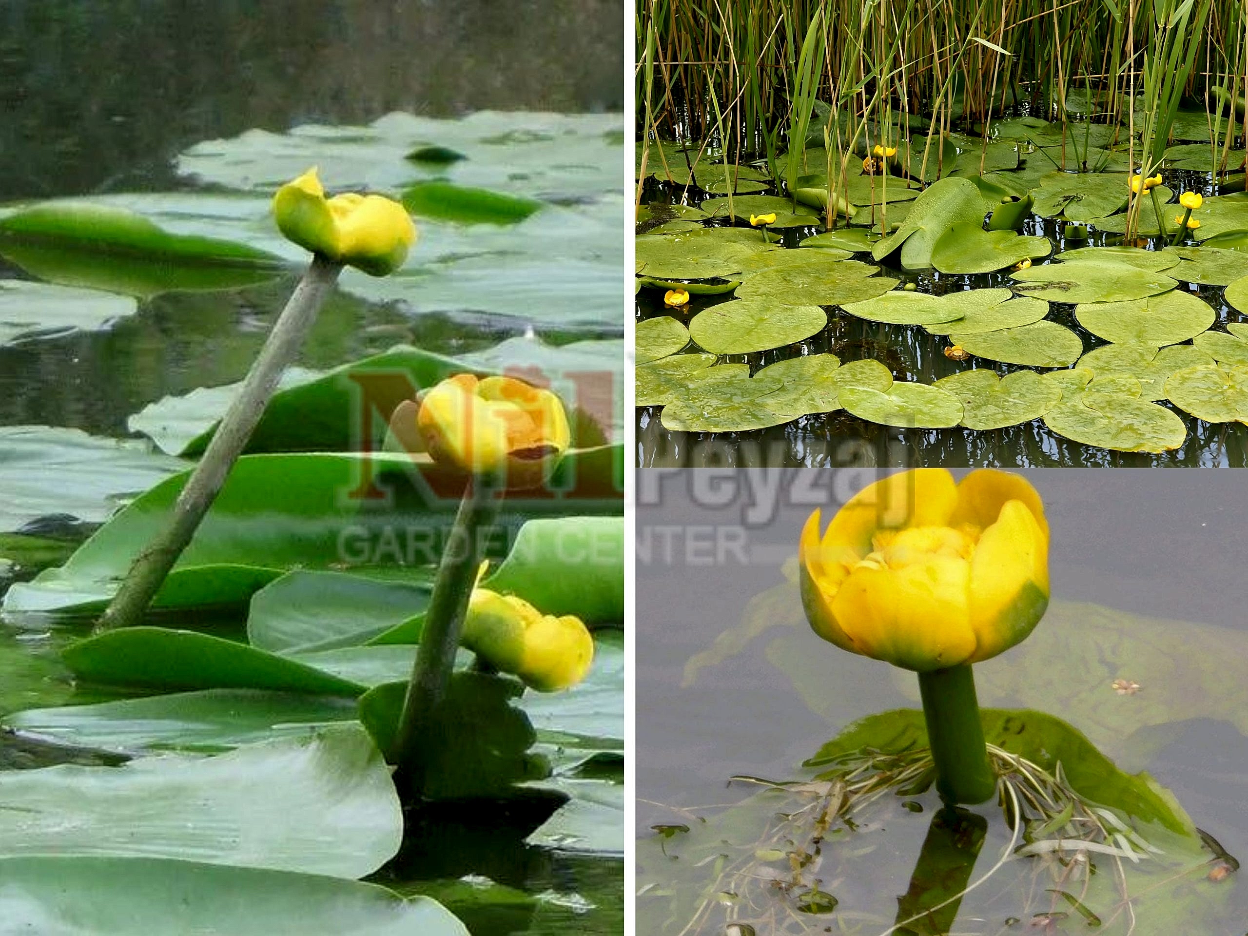 Nuphar lutea / Sarı nilüfer