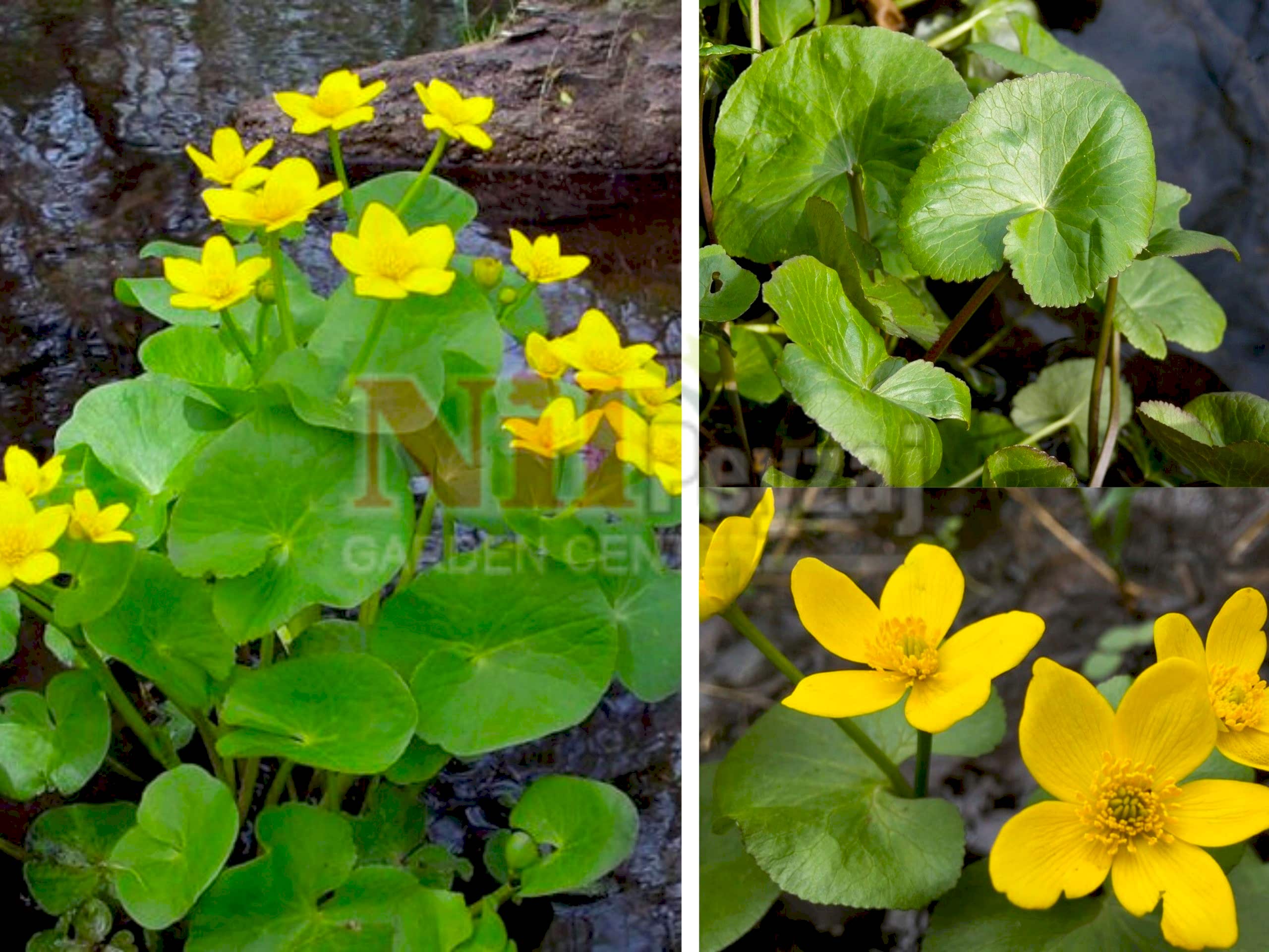 Caltha palustris / Su Kadifesi