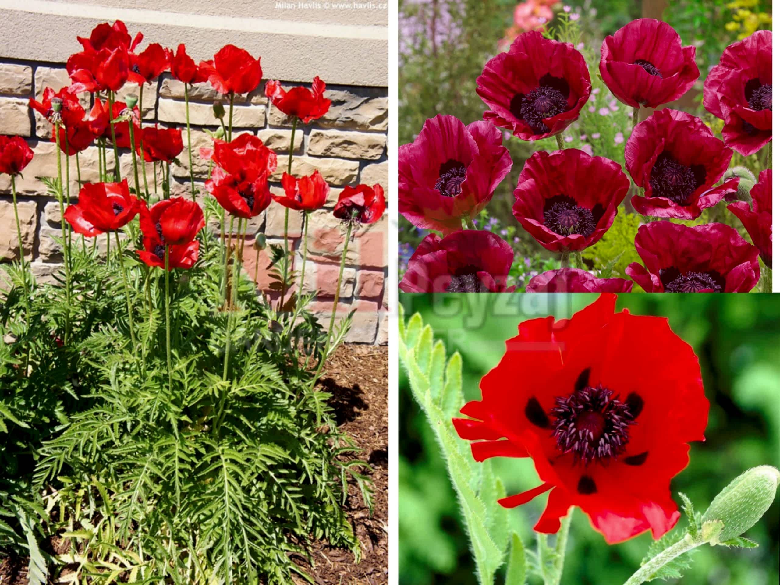 Papaver orientale / Türk Gelinciği