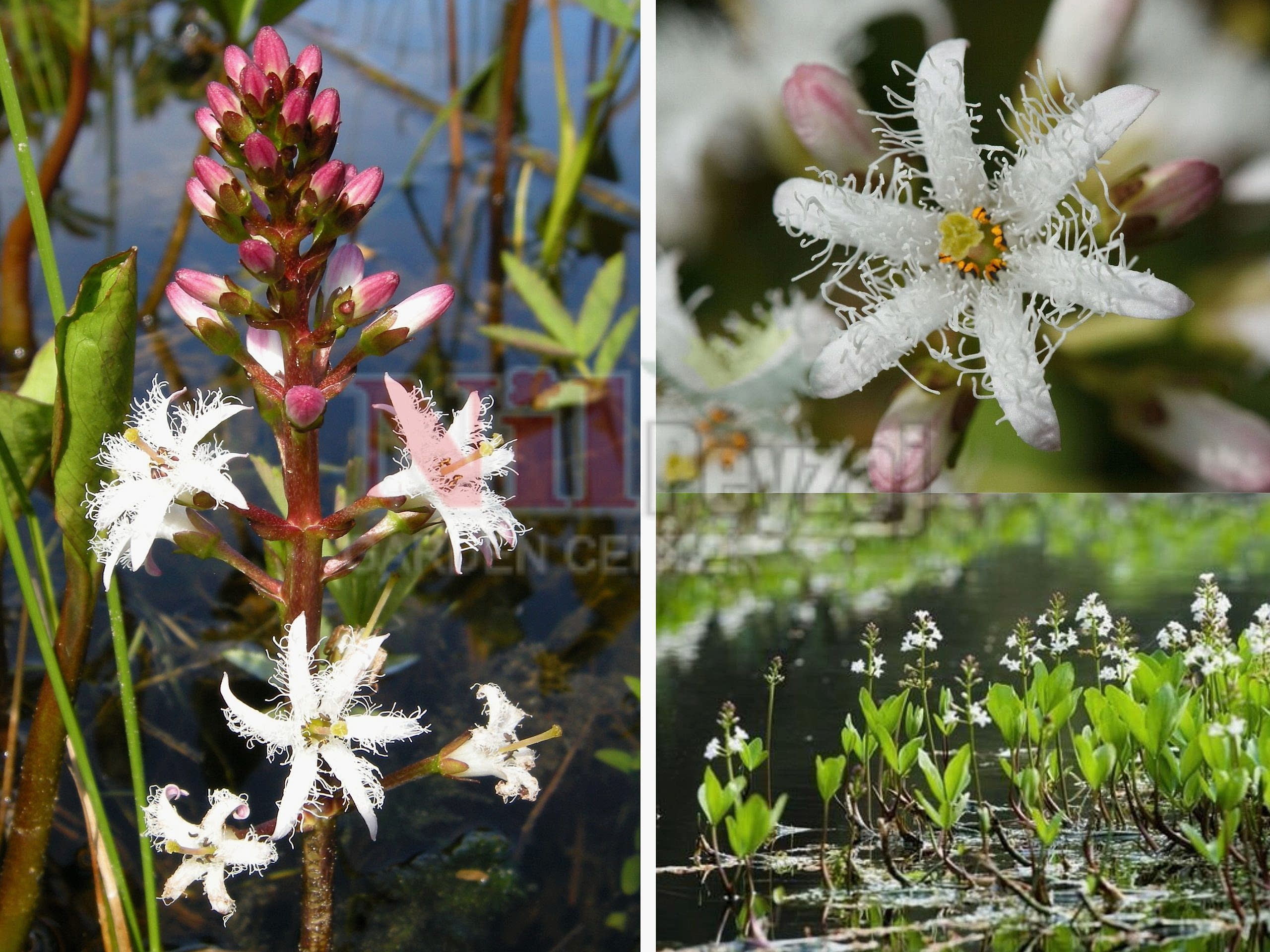 Menyanthes trifoliata / Su yoncası