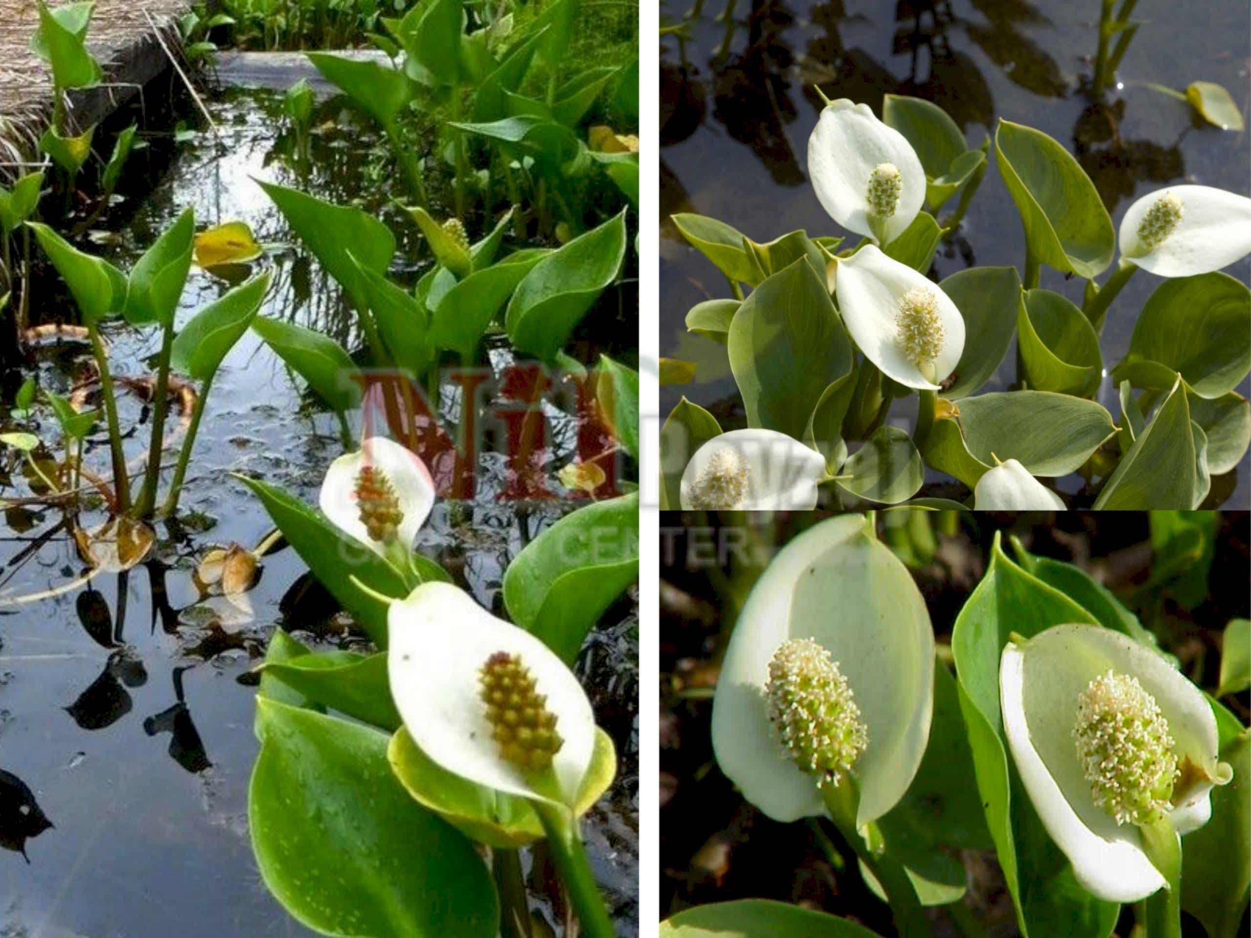 Calla palustris / Su Arumu