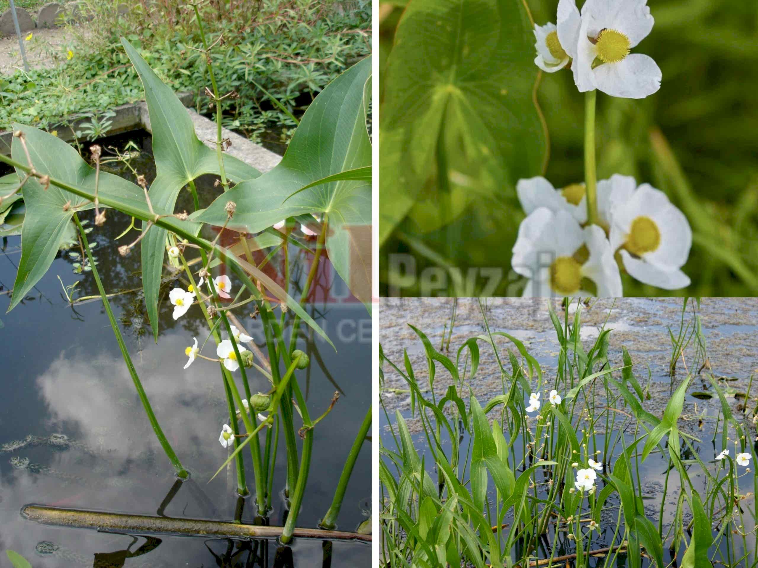 Sagittaria latifolia