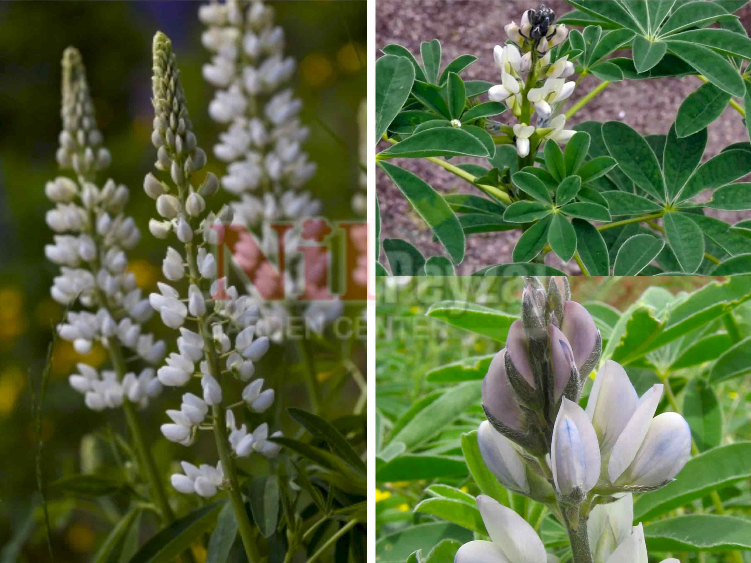 Lupinus albus / Beyaz Lüpen Otu