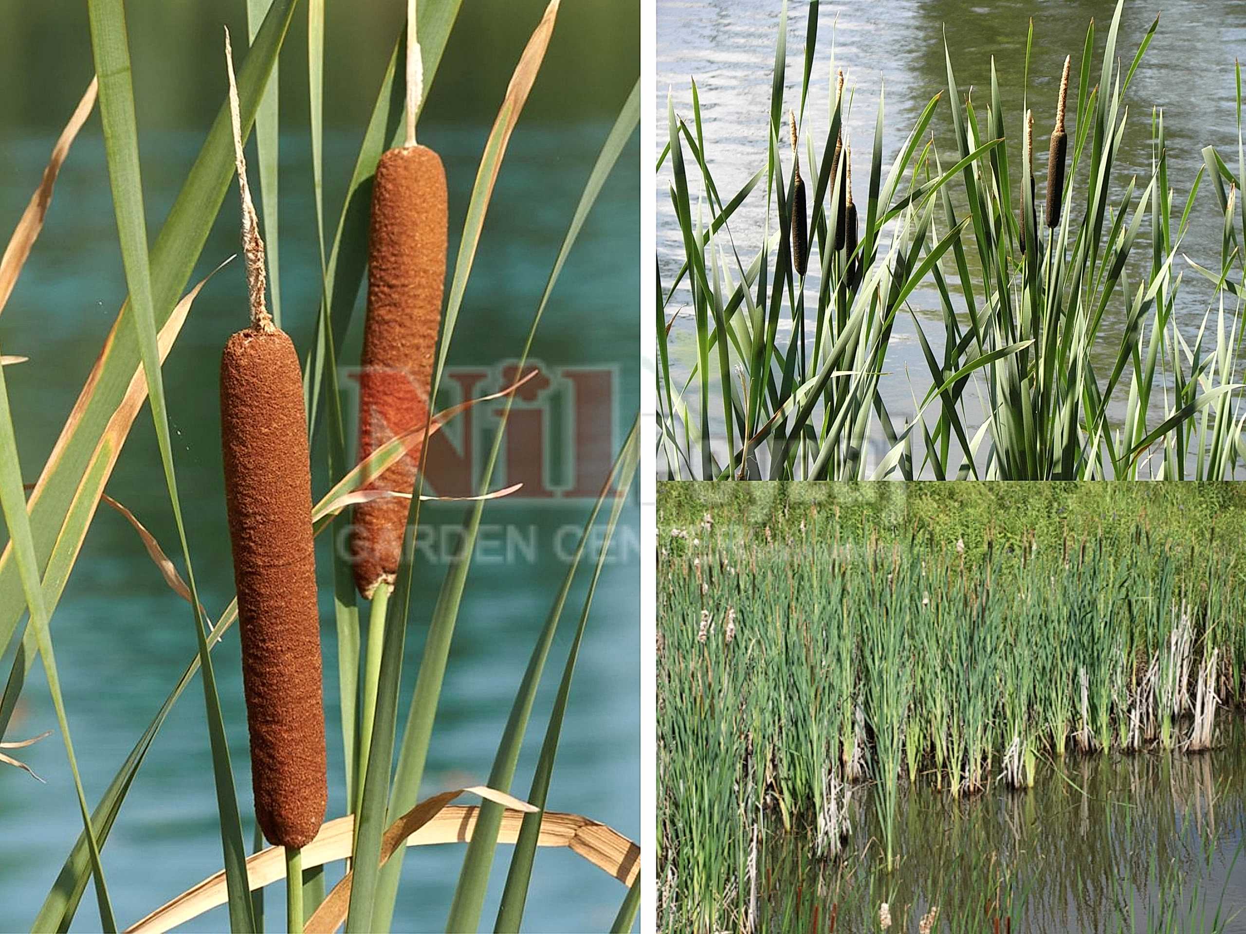 Typha latifolia / Hasır otu