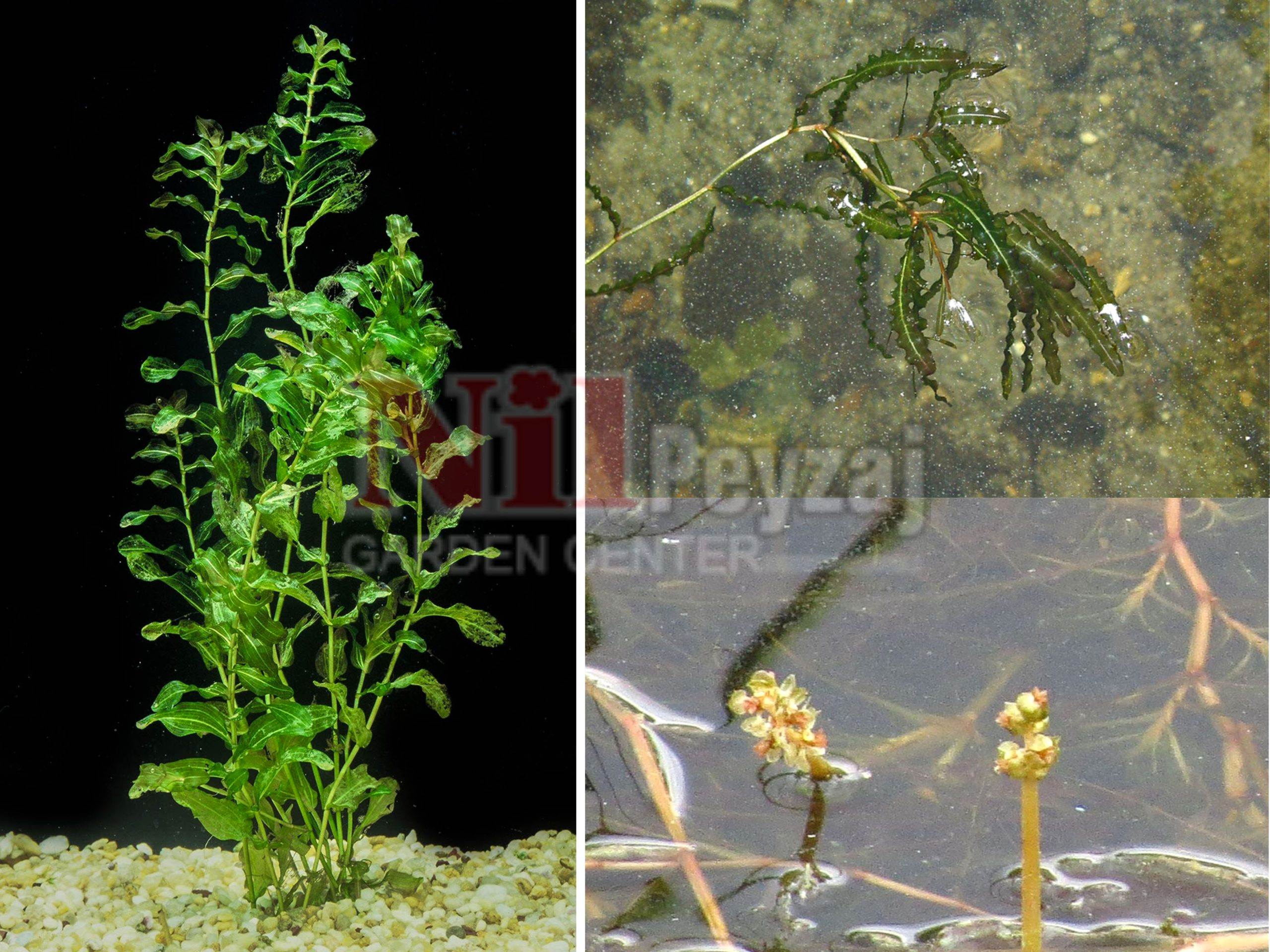 Potamogeton crispus / Su sümbülü