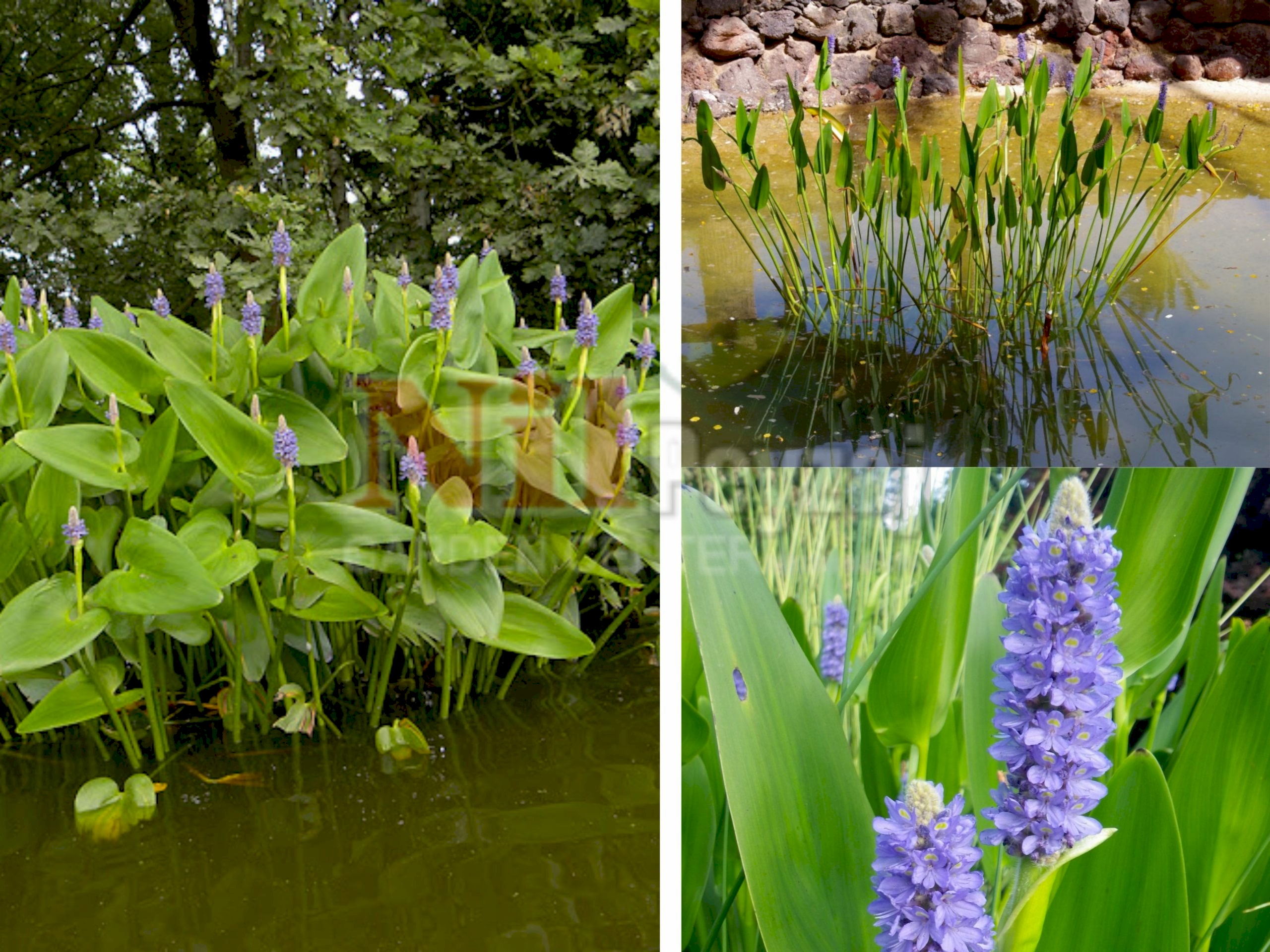 Pontederia cordata / Pontederya