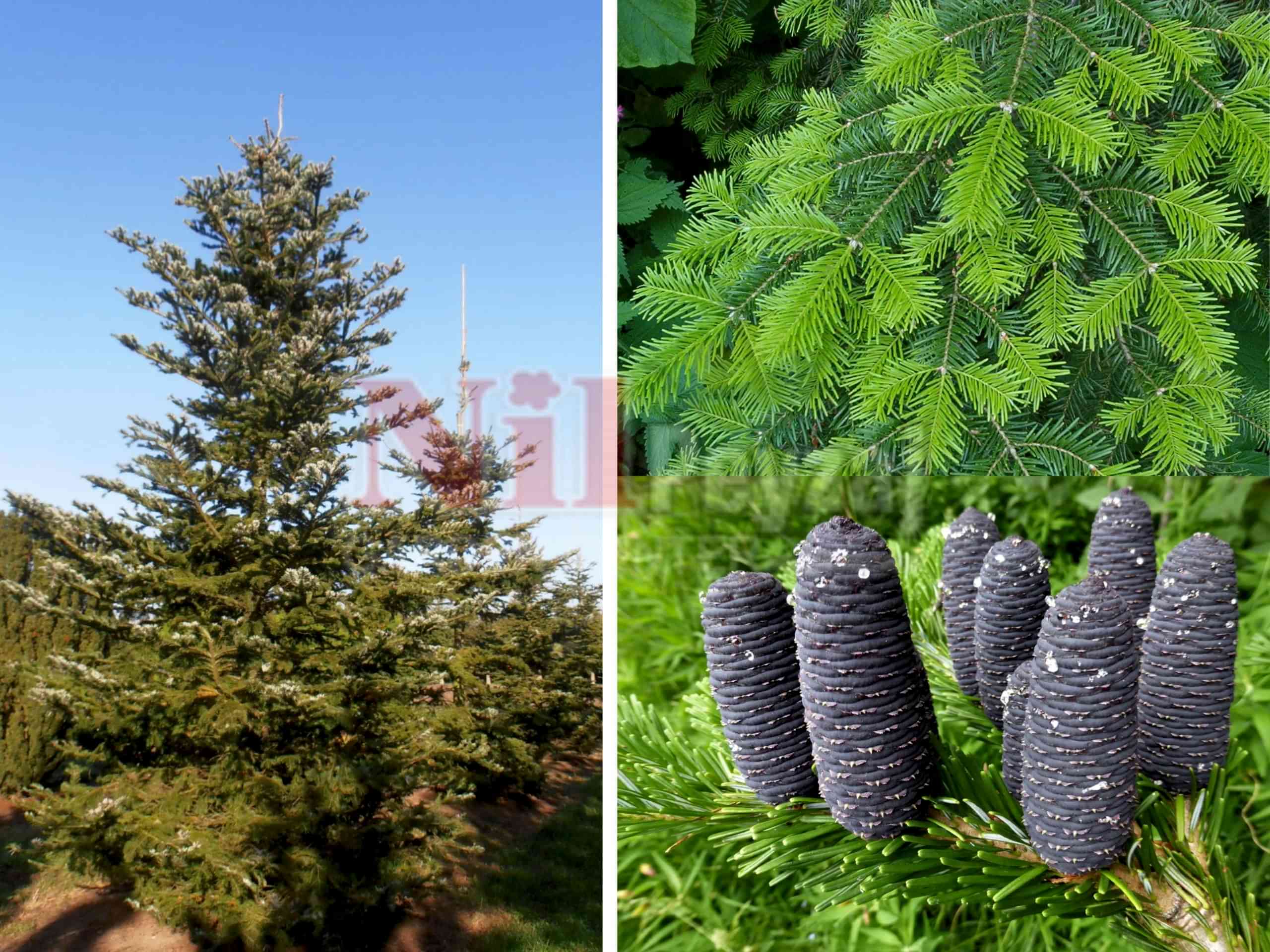 Abies veitchii / Veitch göknarı