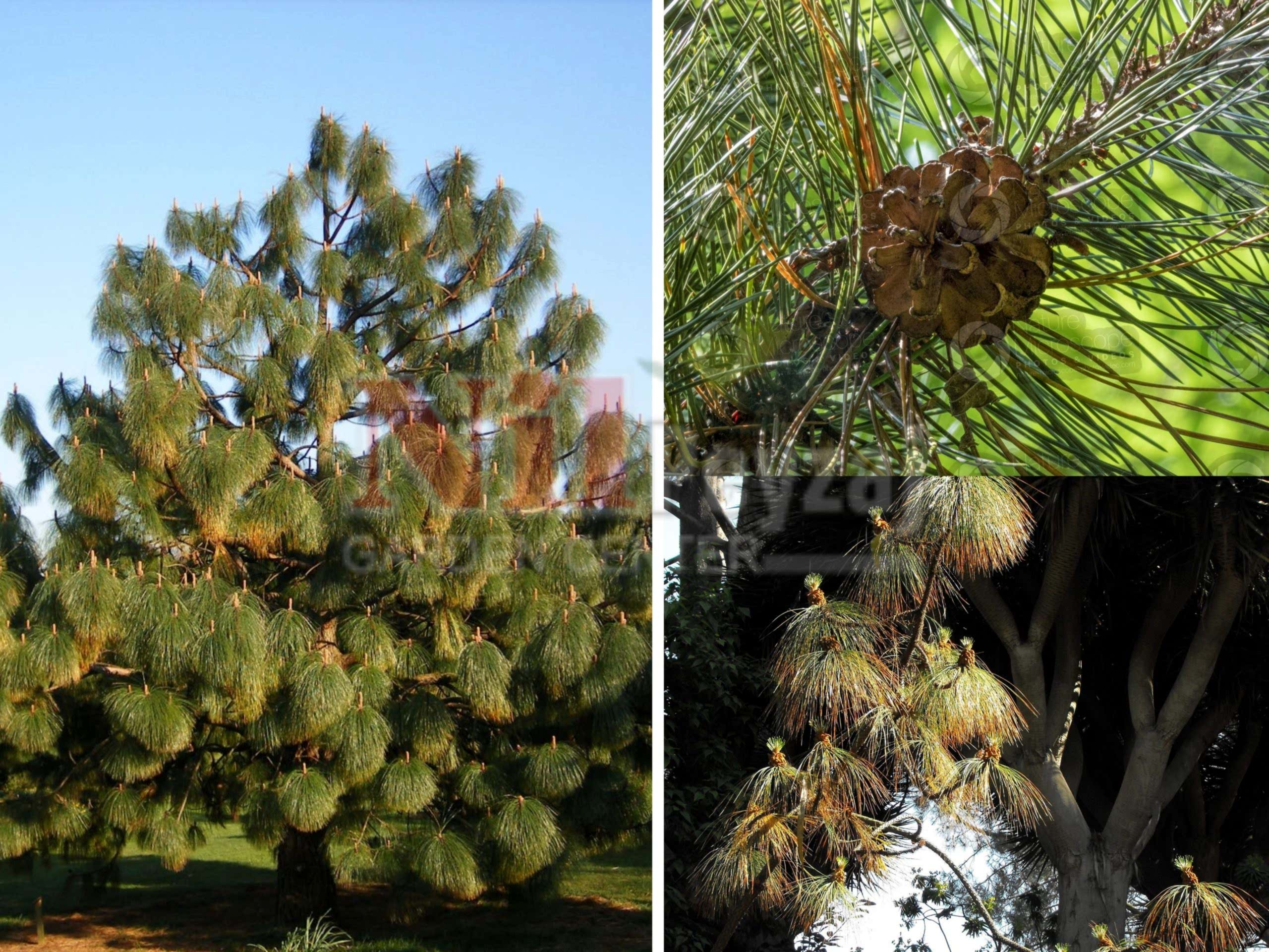 Pinus montezumae / Montezuma Çamı