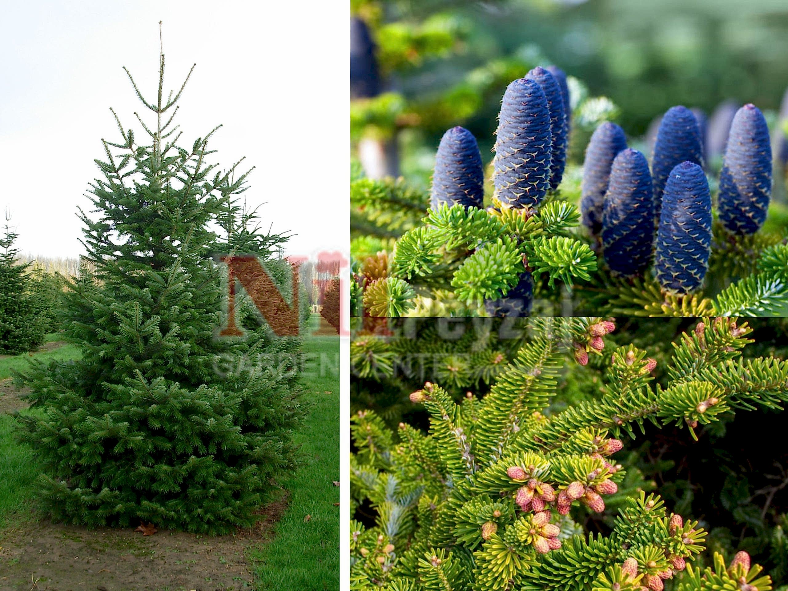 Abies nordmanniana / Doğu Karadeniz Göknarı