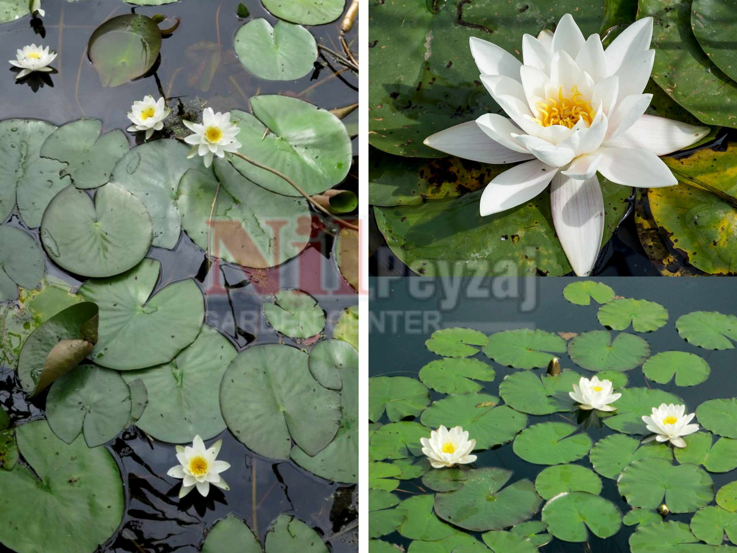 Nymphaea alba / Beyaz nilüfer