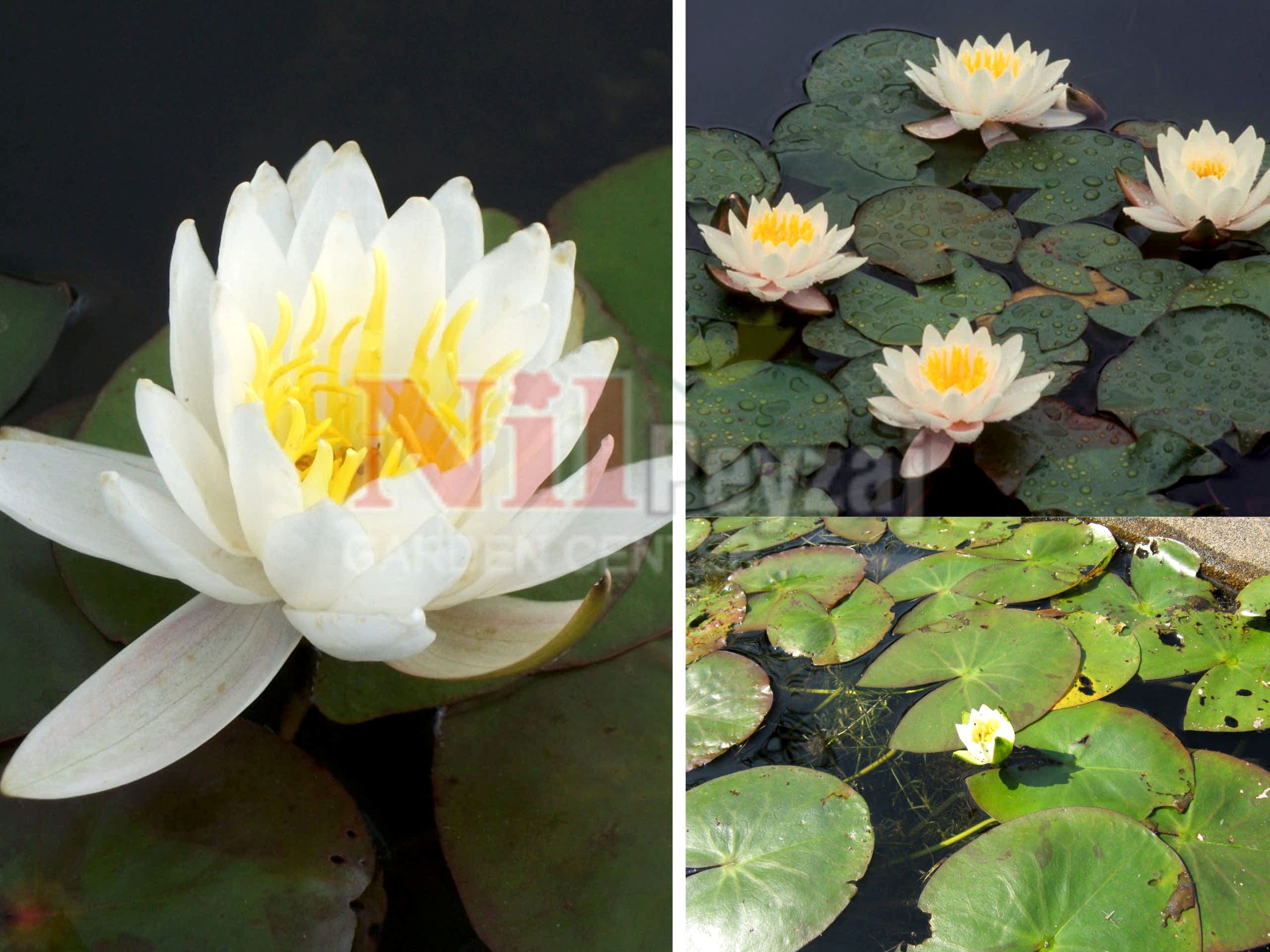 Nymphaea tetragona / Cüce nilüfer