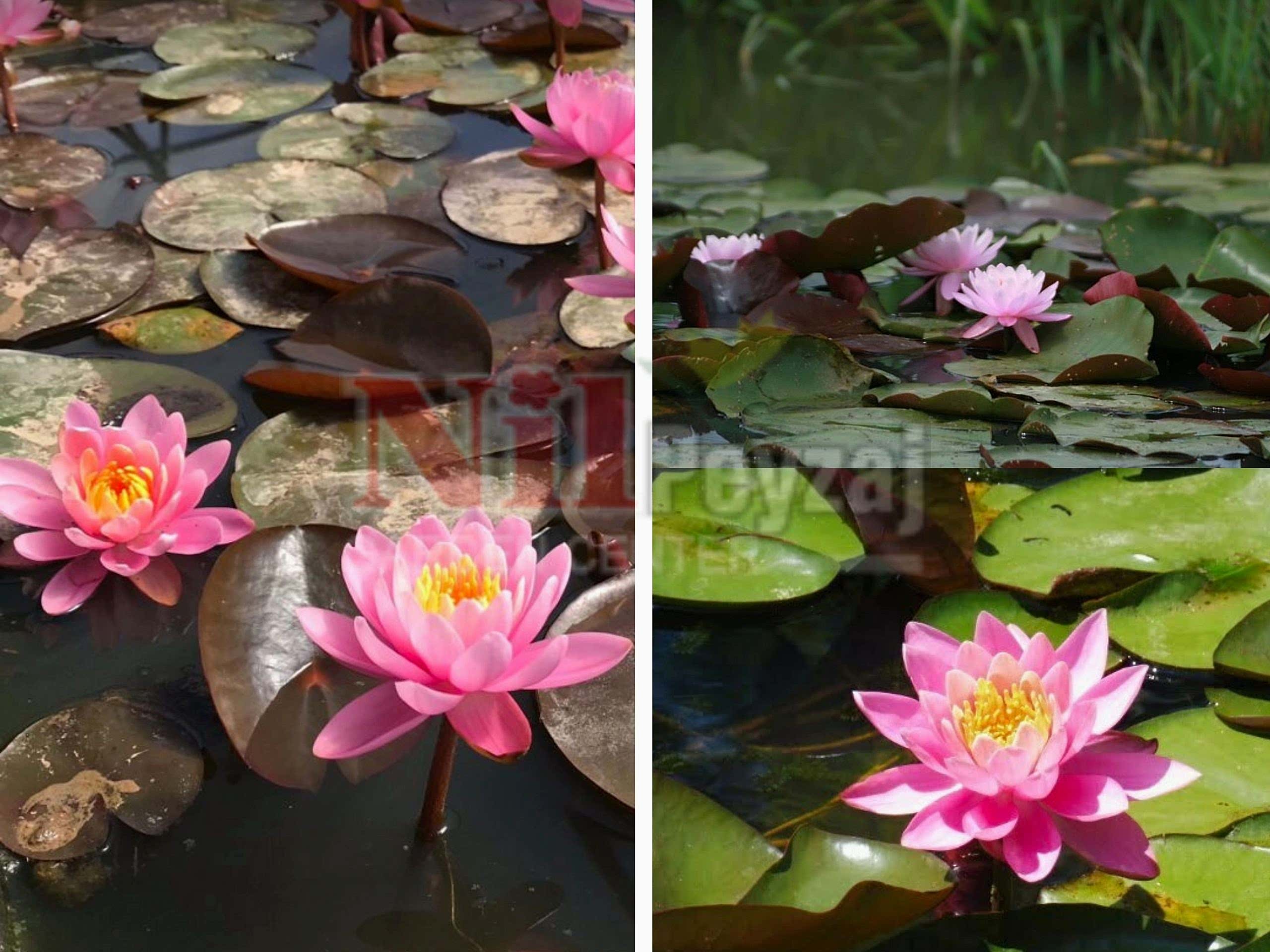 Nymphaea firecrest / Nilüfer Ateşbaşlısı