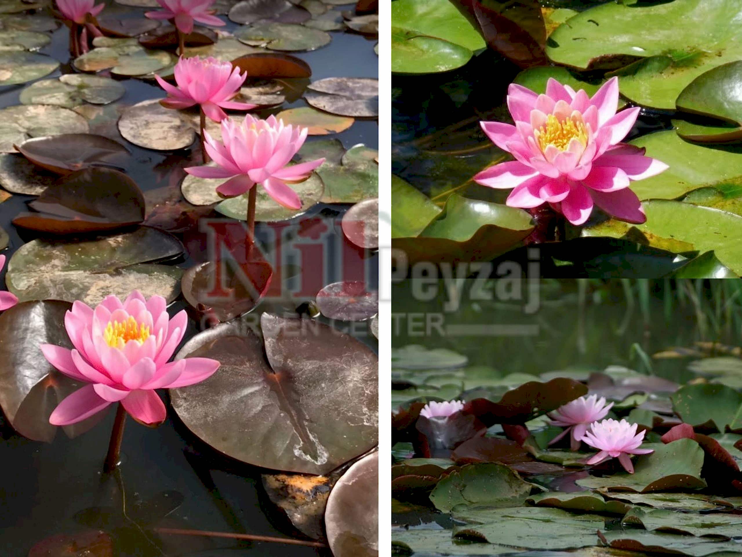 Nymphaea ‘Gloriosa’ / Kırmızı nilüfer