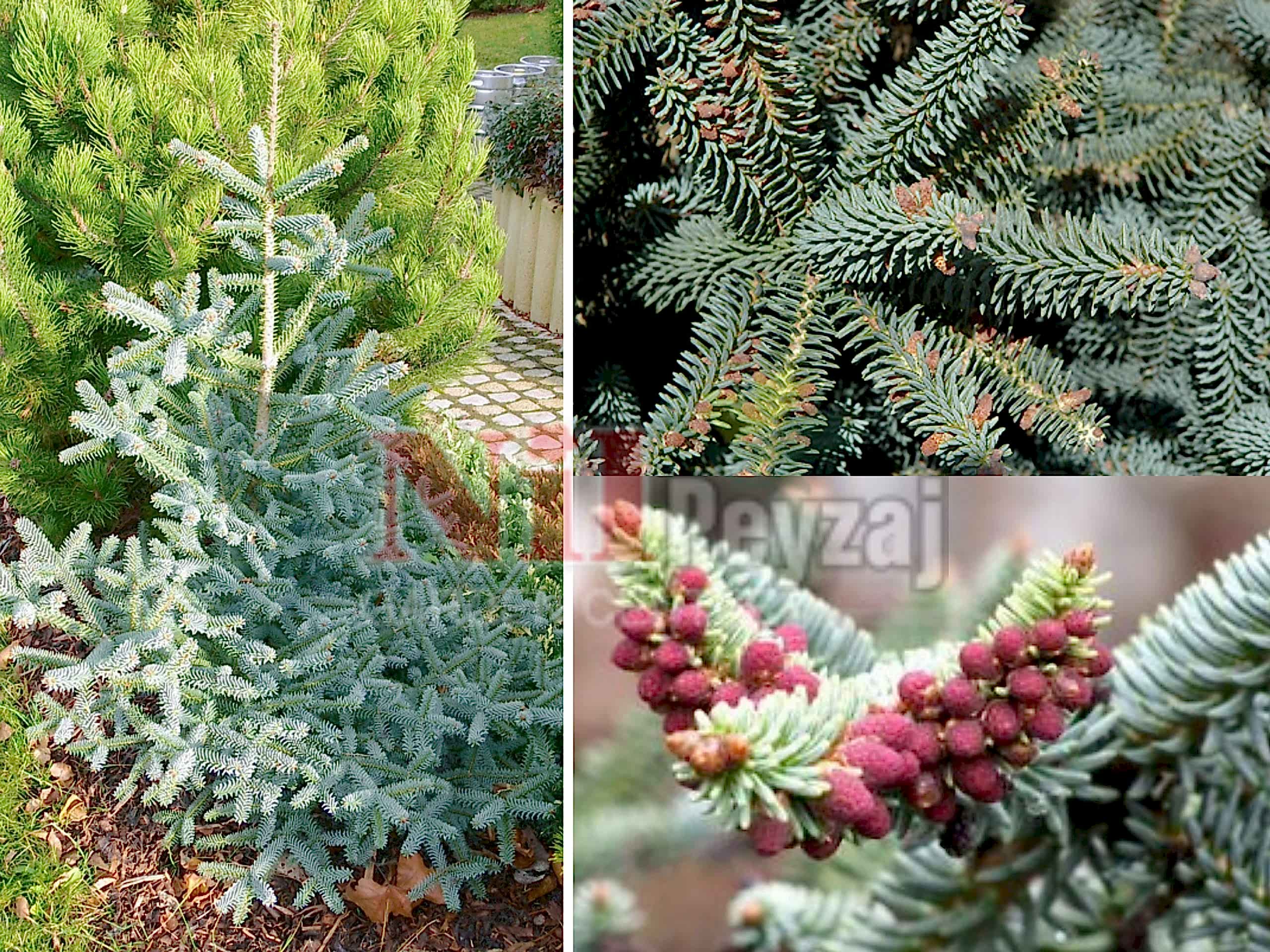 Abies pinsapo glauca / Bodur mavi ispanyol göknar