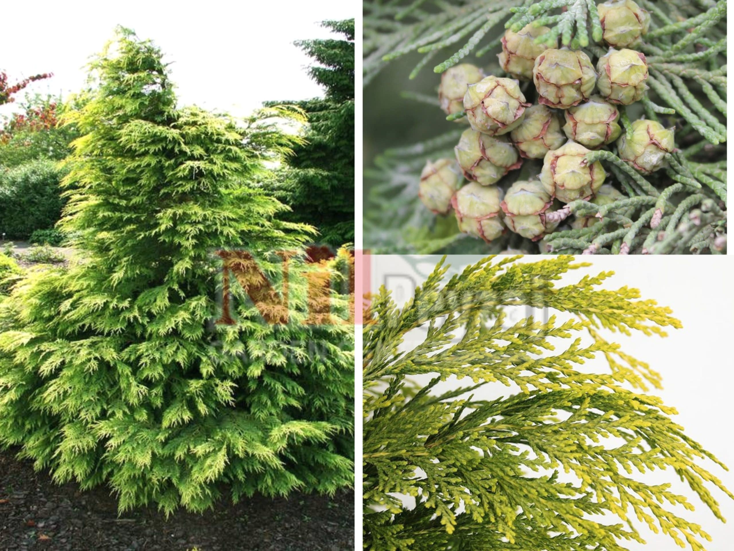 Chamaecyparis lawsoniana sunkist / Bodur lavson selvisi