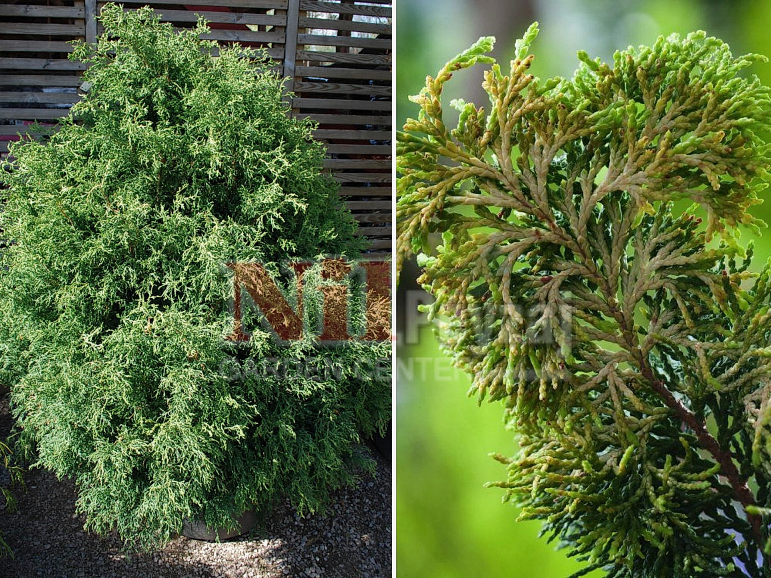 Chamaecyparis obtusa lycopodioides / Hinoki yalancı servisi bodur