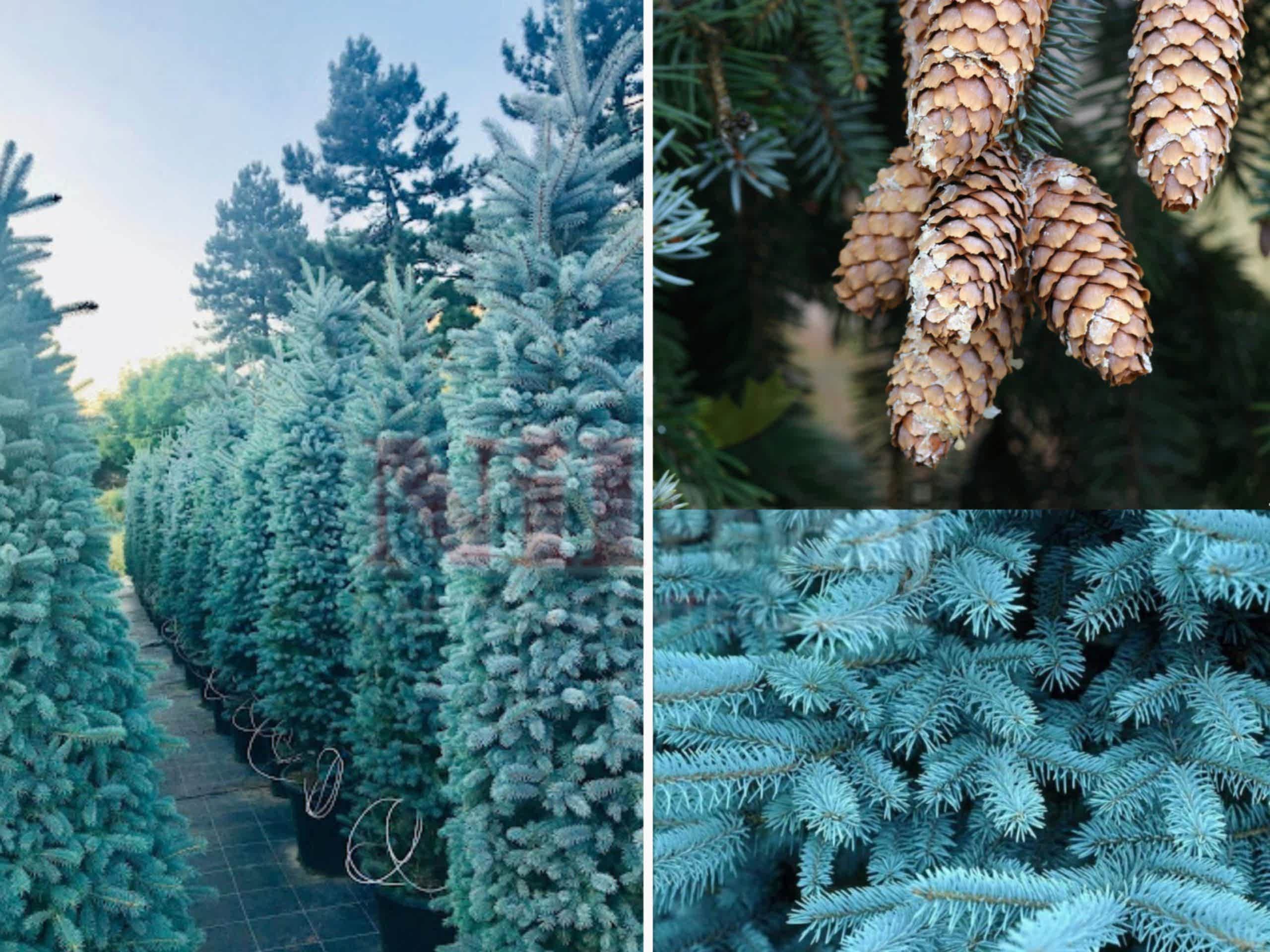 Picea pungens glauca / Mavi ladin