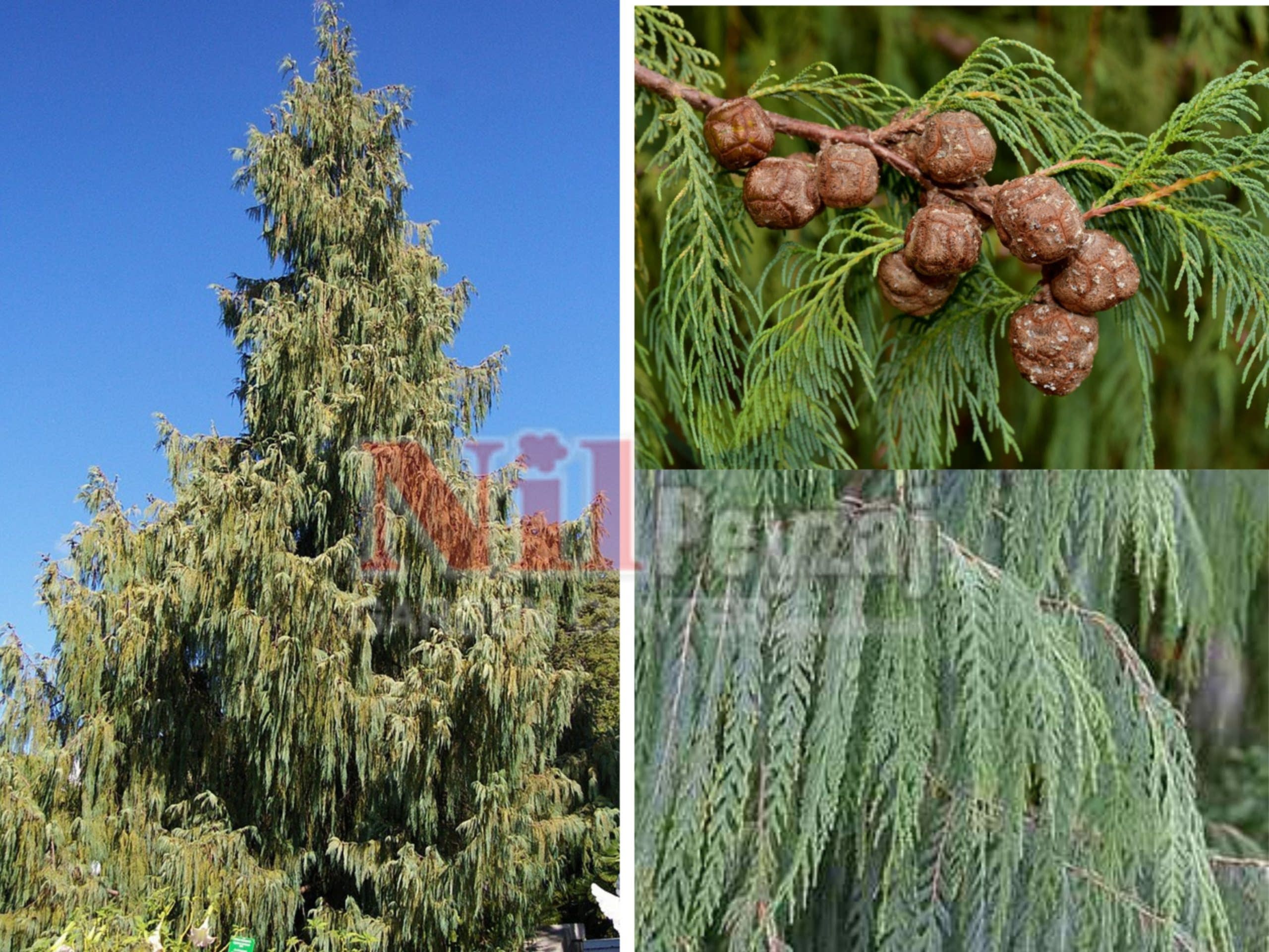 Cupressus cashmeriana