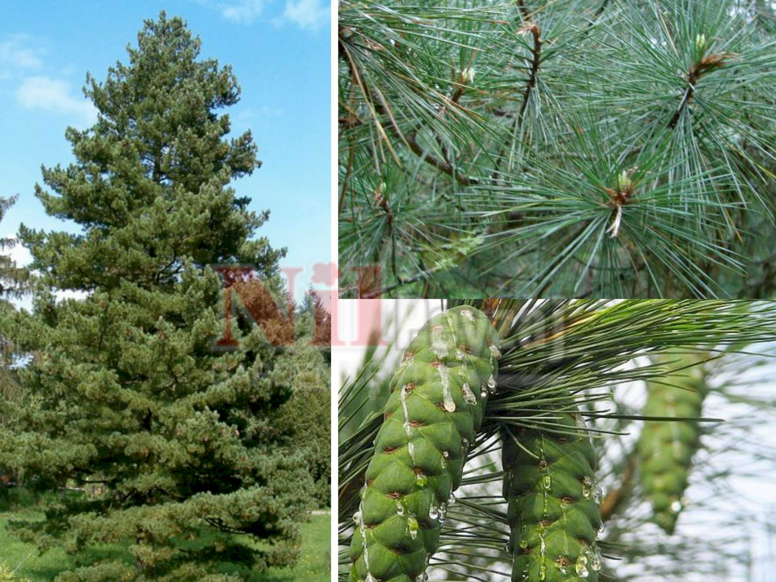 Pinus peuce / Makedonya Çamı