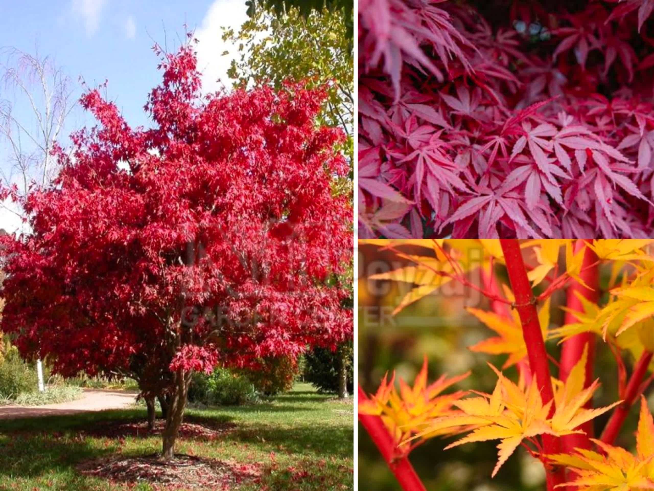 Acer palmatum red emperor / Kırmızı Yapraklı Japon Akçaağaç