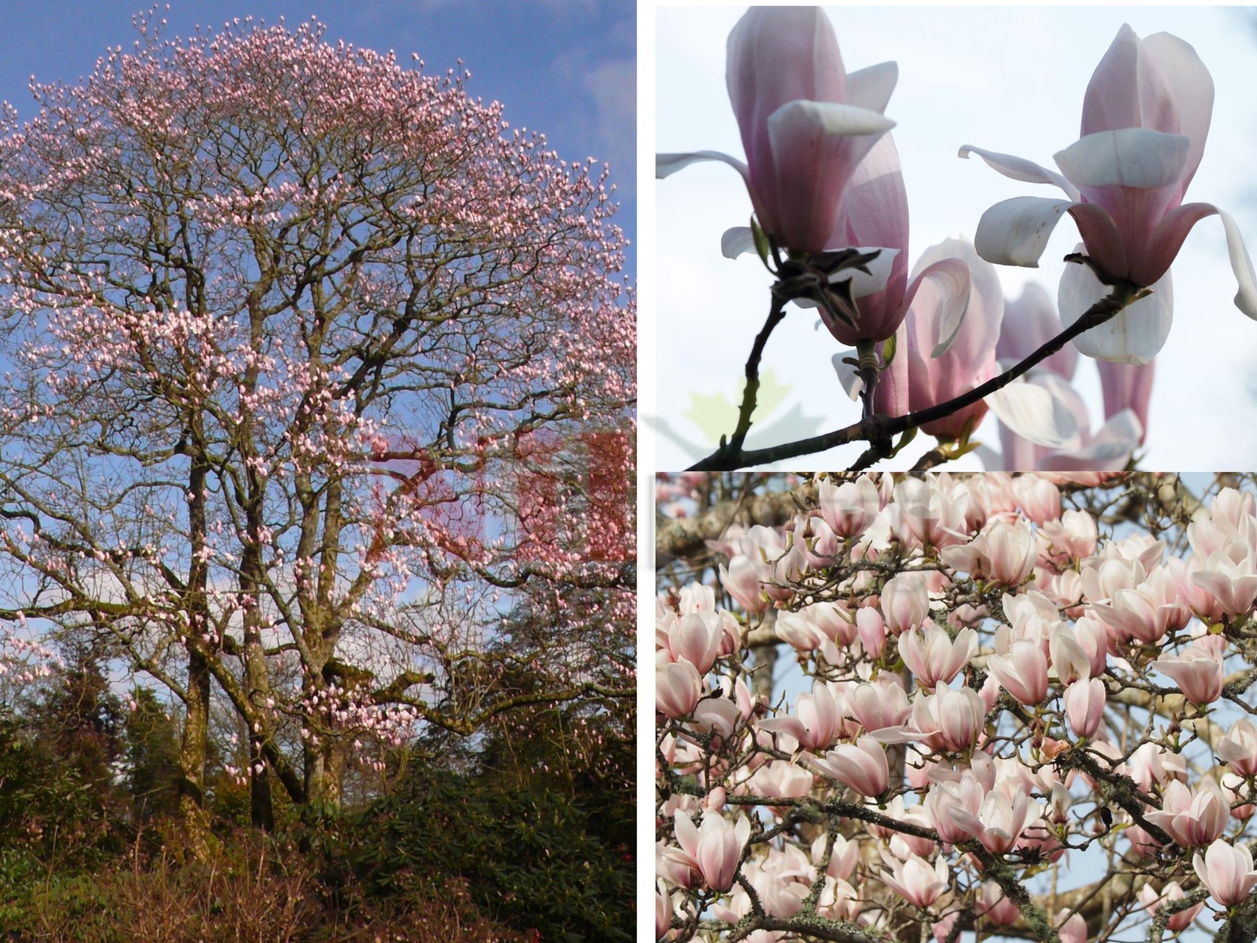 Magnolia × veitchii ‘Peter Veitch’