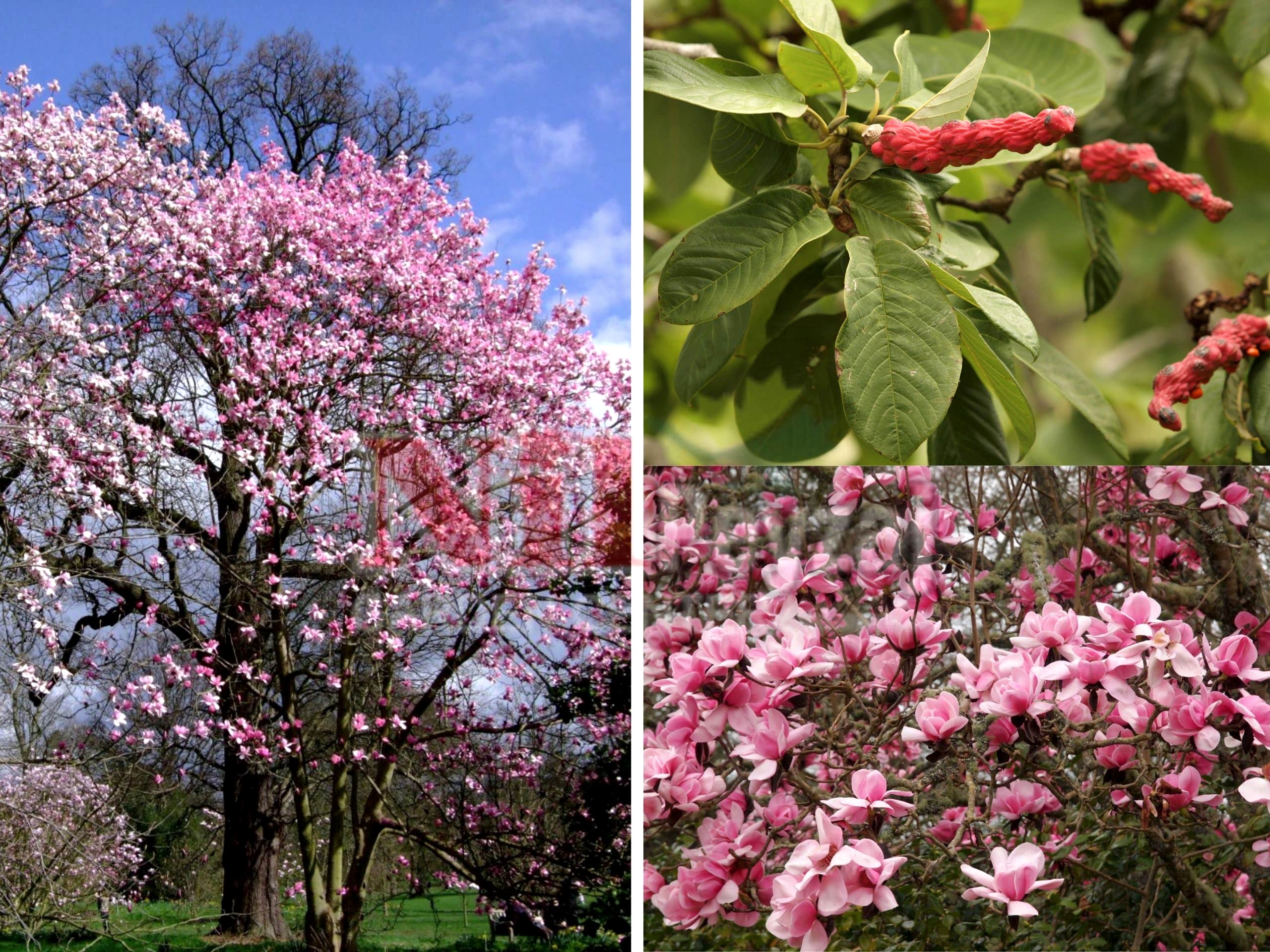 Magnolia campbellii / Campbell Manolyası