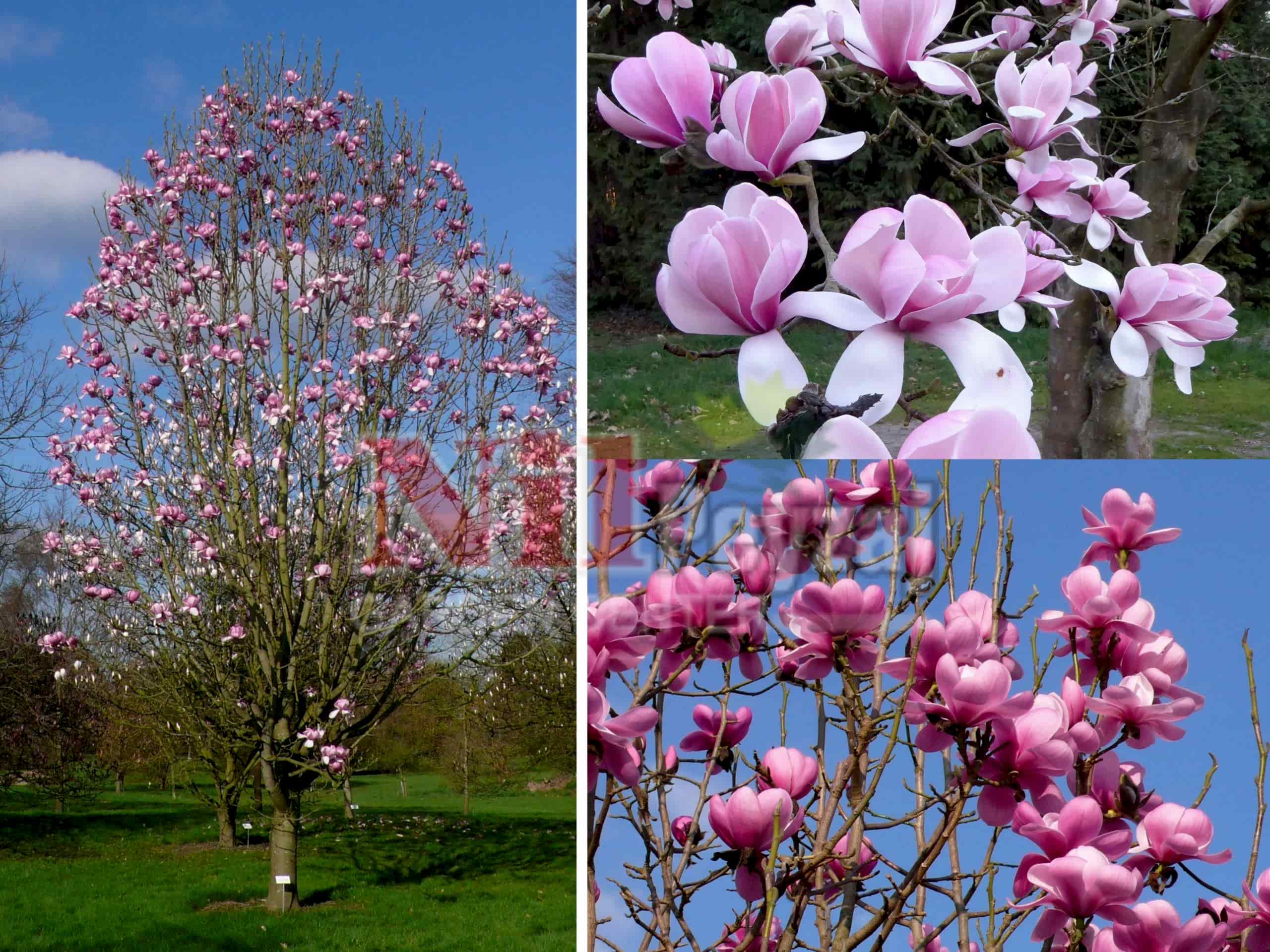 Magnolia sprengeri ‘Wakehurst’