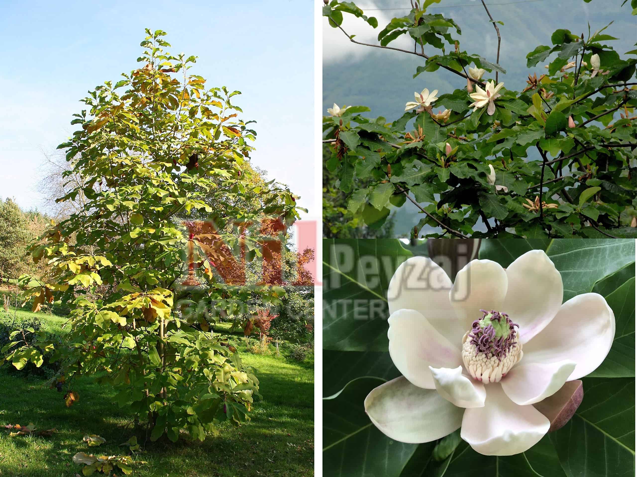 Magnolia hypoleuca /Japon Büyük Yapraklı Manolyası