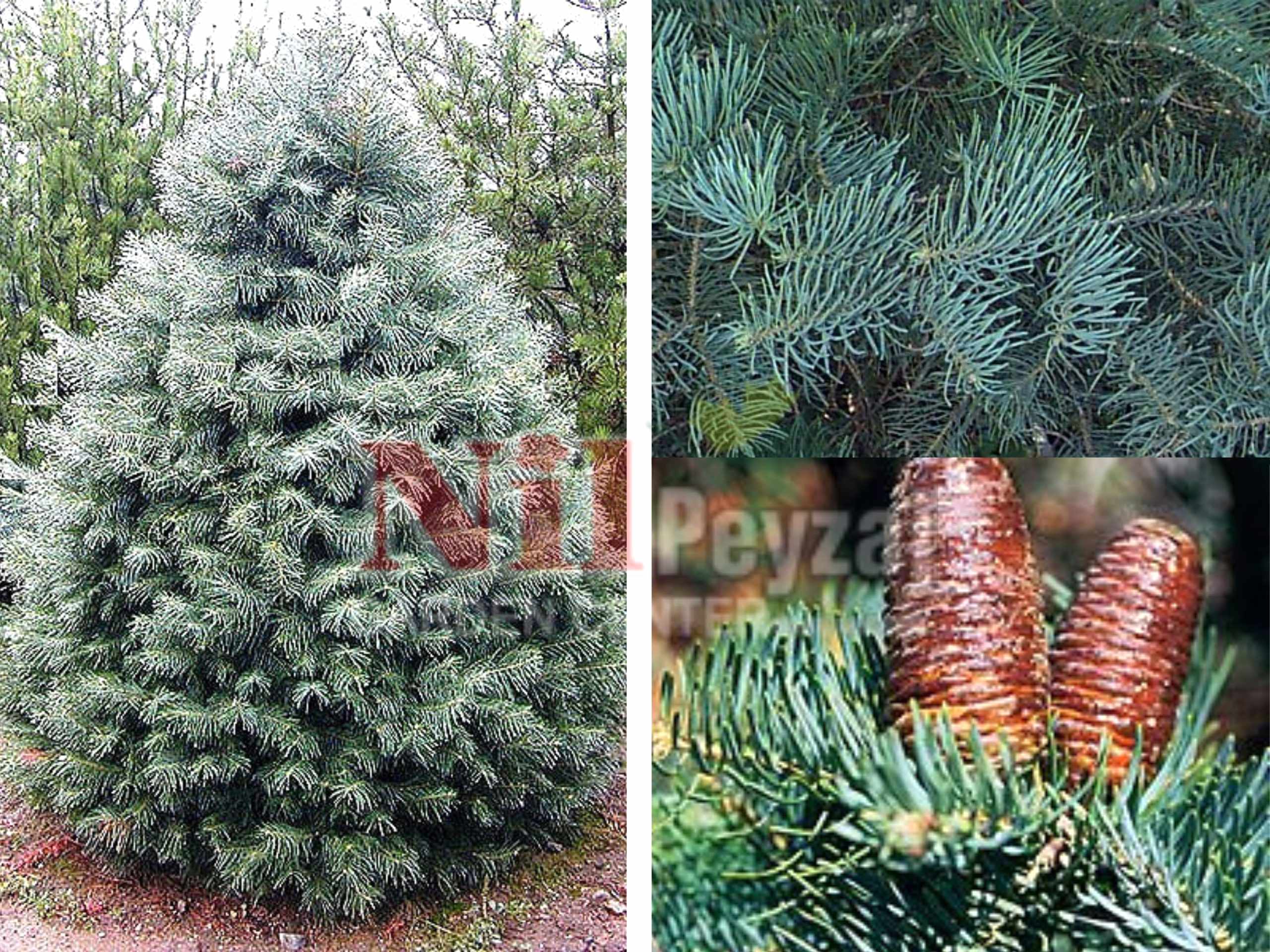 Abies concolor ”Candicans” / Gümüşi kolorado göknarı