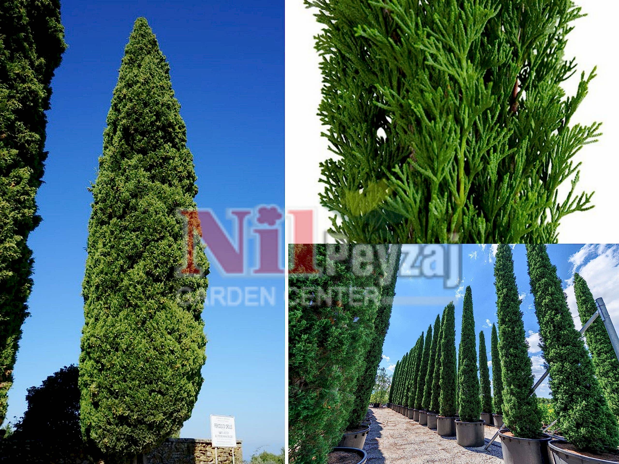 Cupressus sempervirens garda /Akdeniz mezarlık servisi