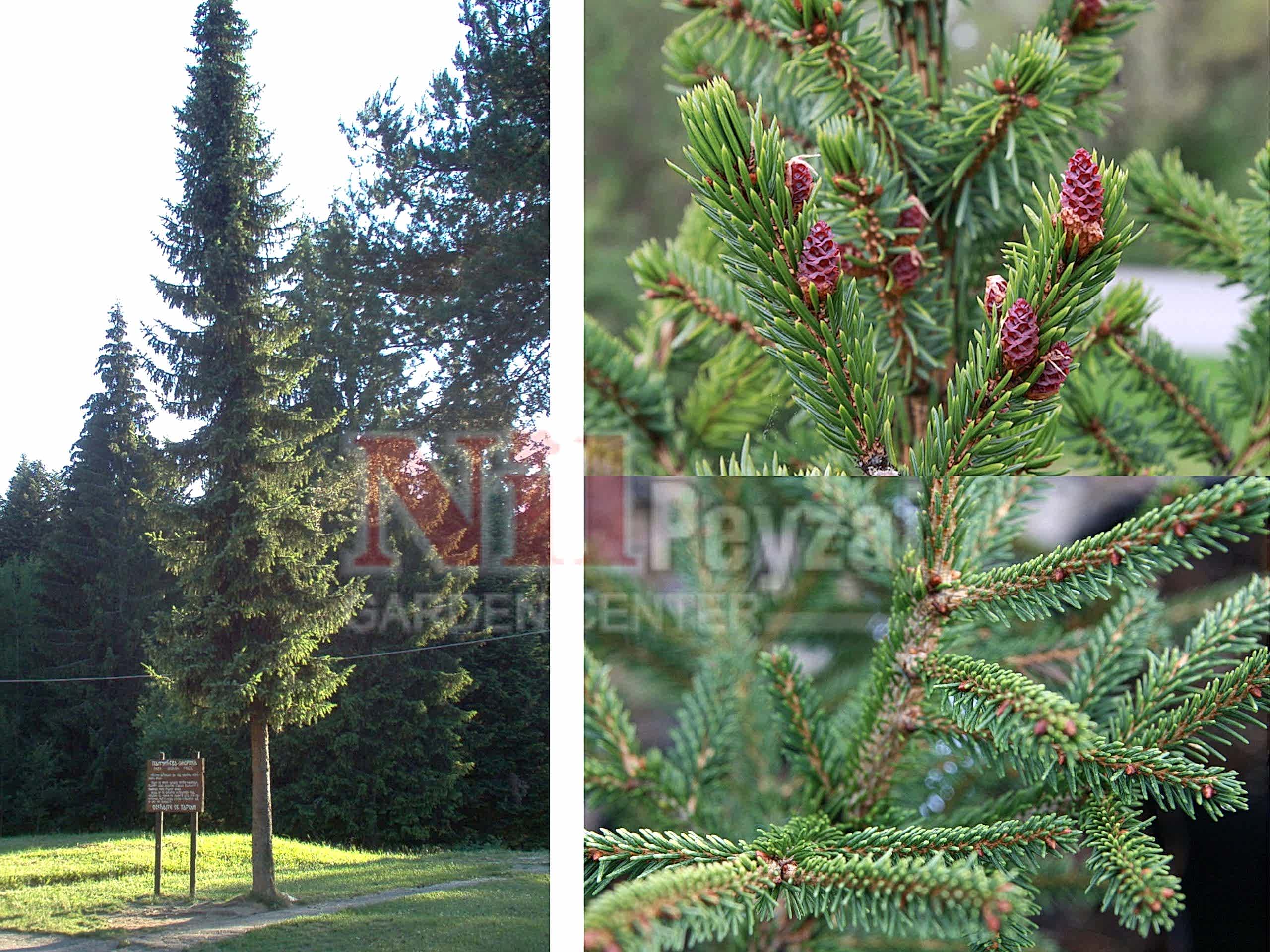 Picea omorika