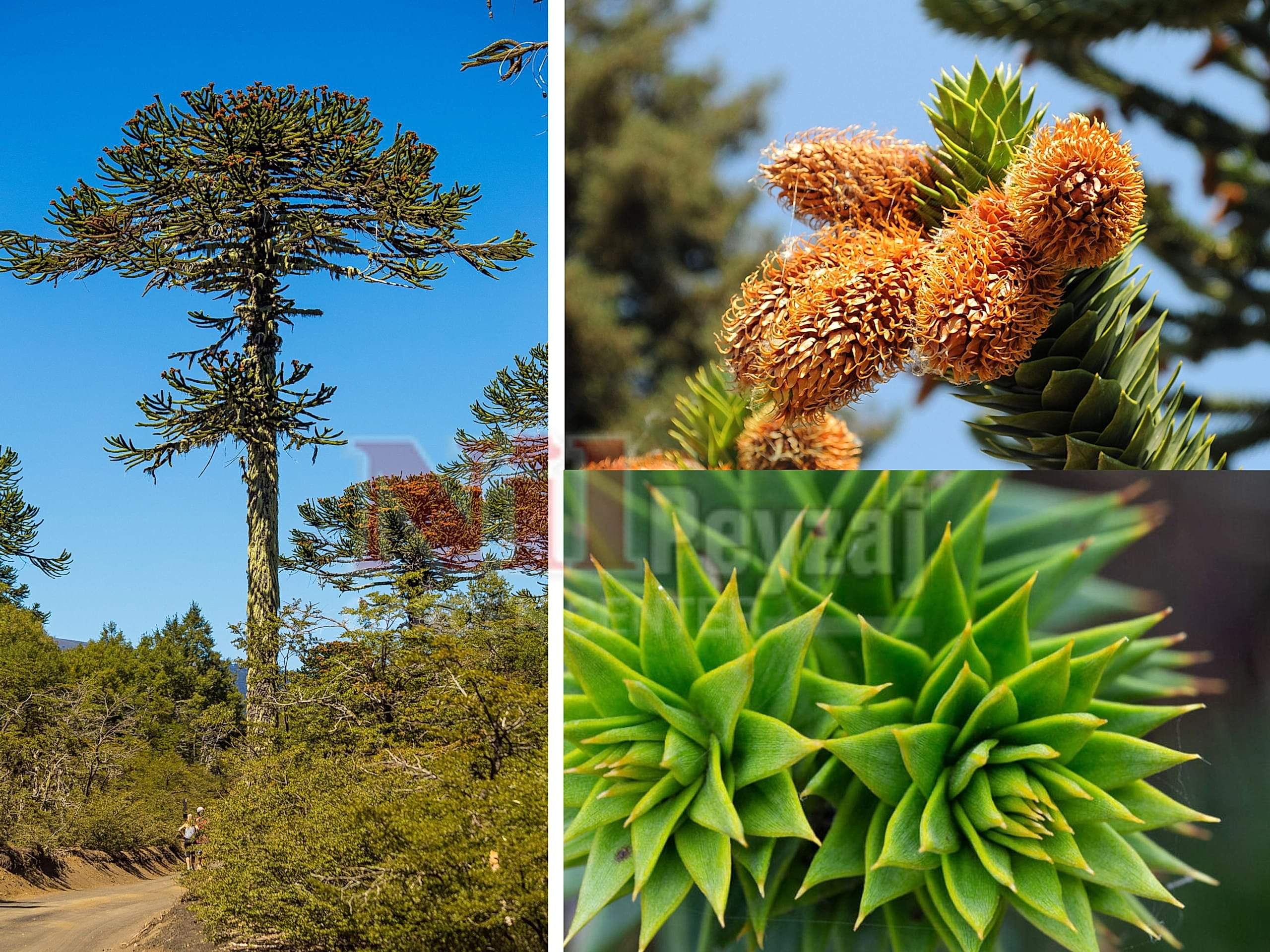 Araucaria araucana / Şili arokaryası