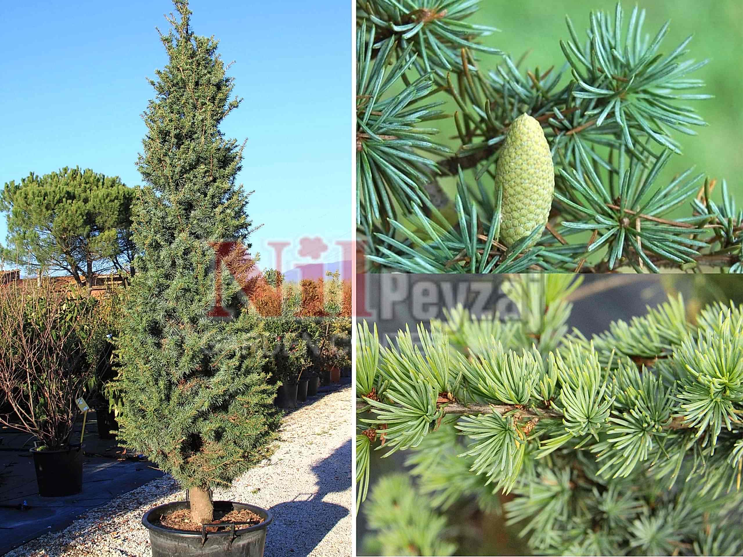 Cedrus atlantica fastigiata / Sütun formlu atlas sediri